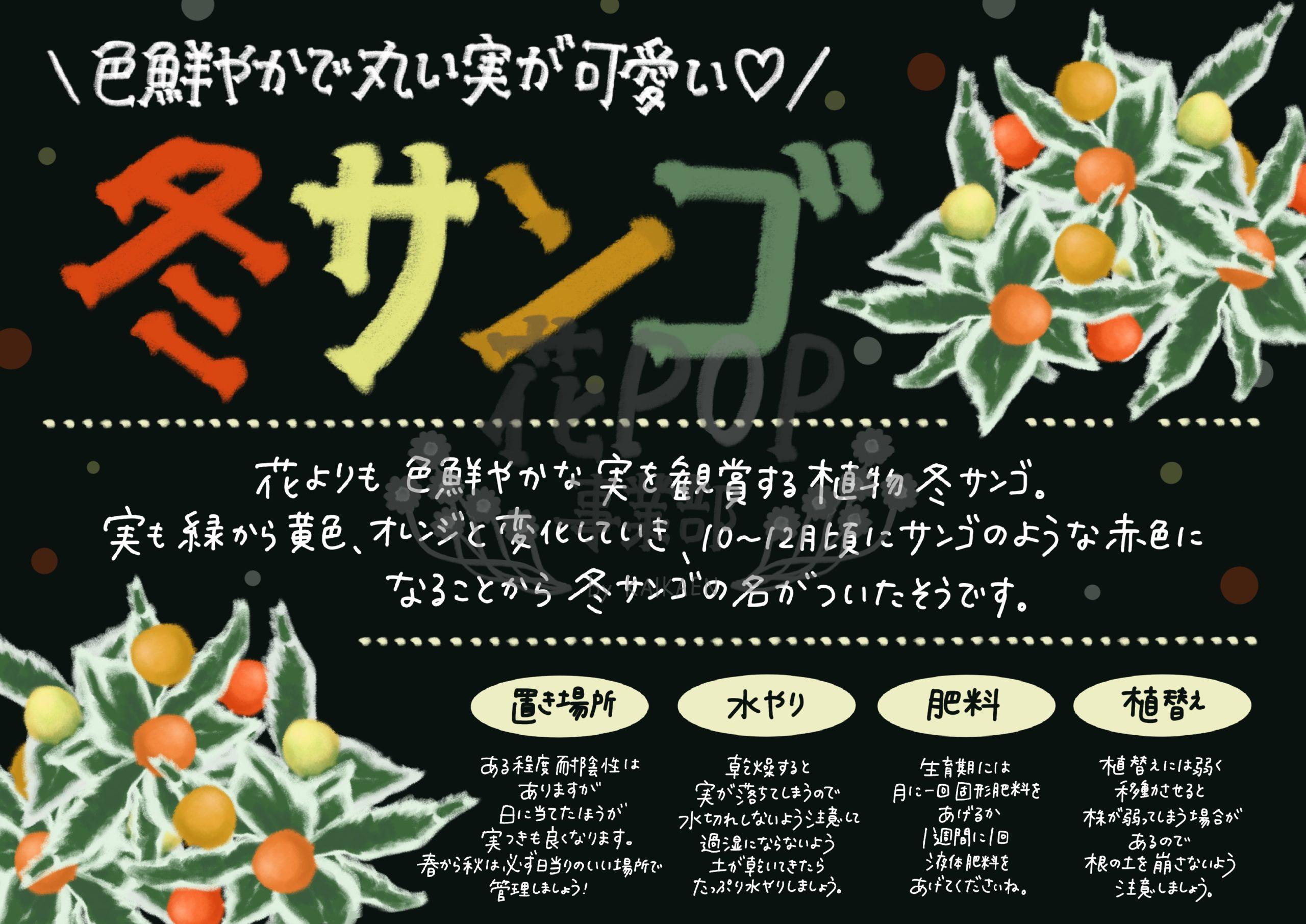 冬サンゴ 花pop事業部 冬サンゴ 花pop事業部
