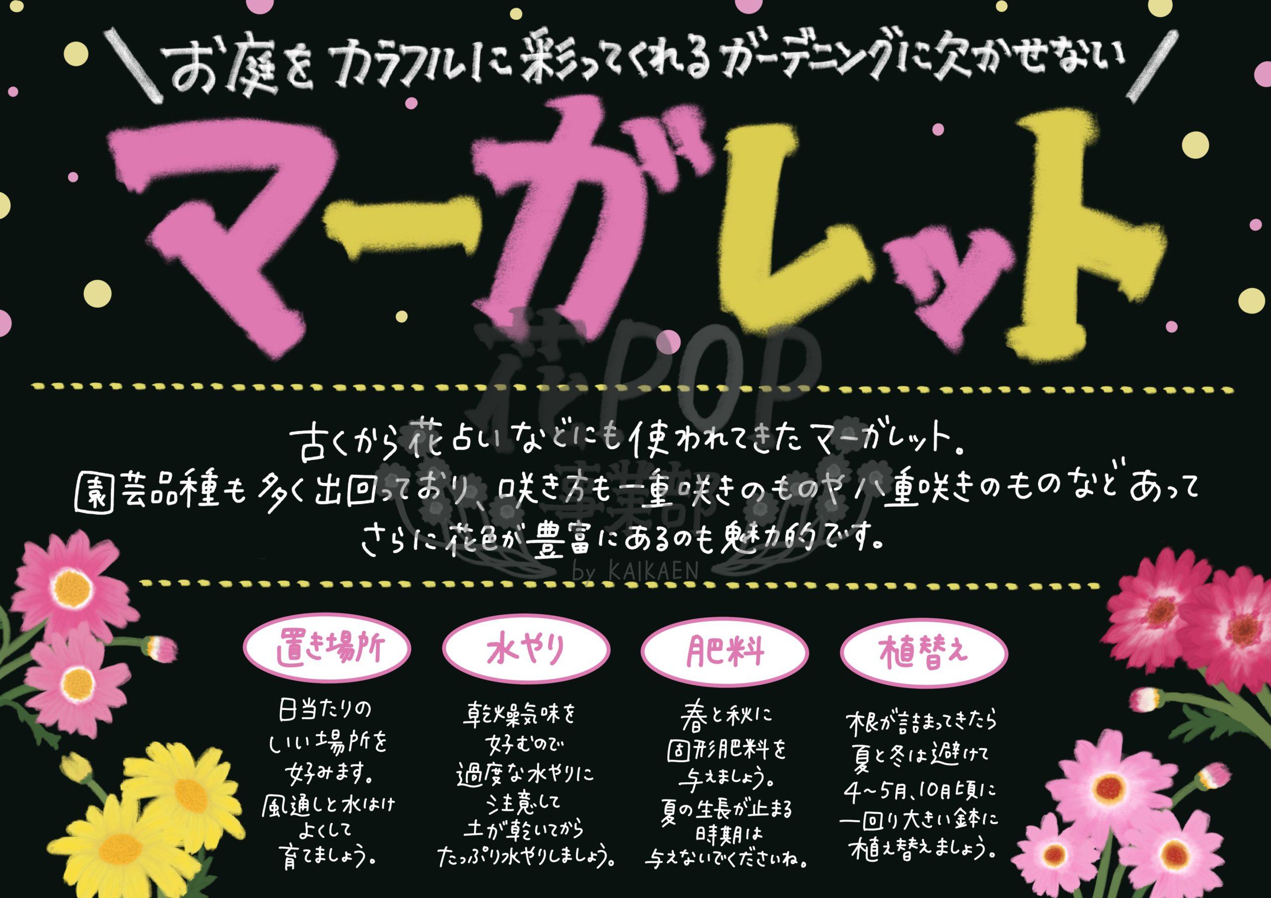 マーガレット 花pop事業部 マーガレット 花pop事業部