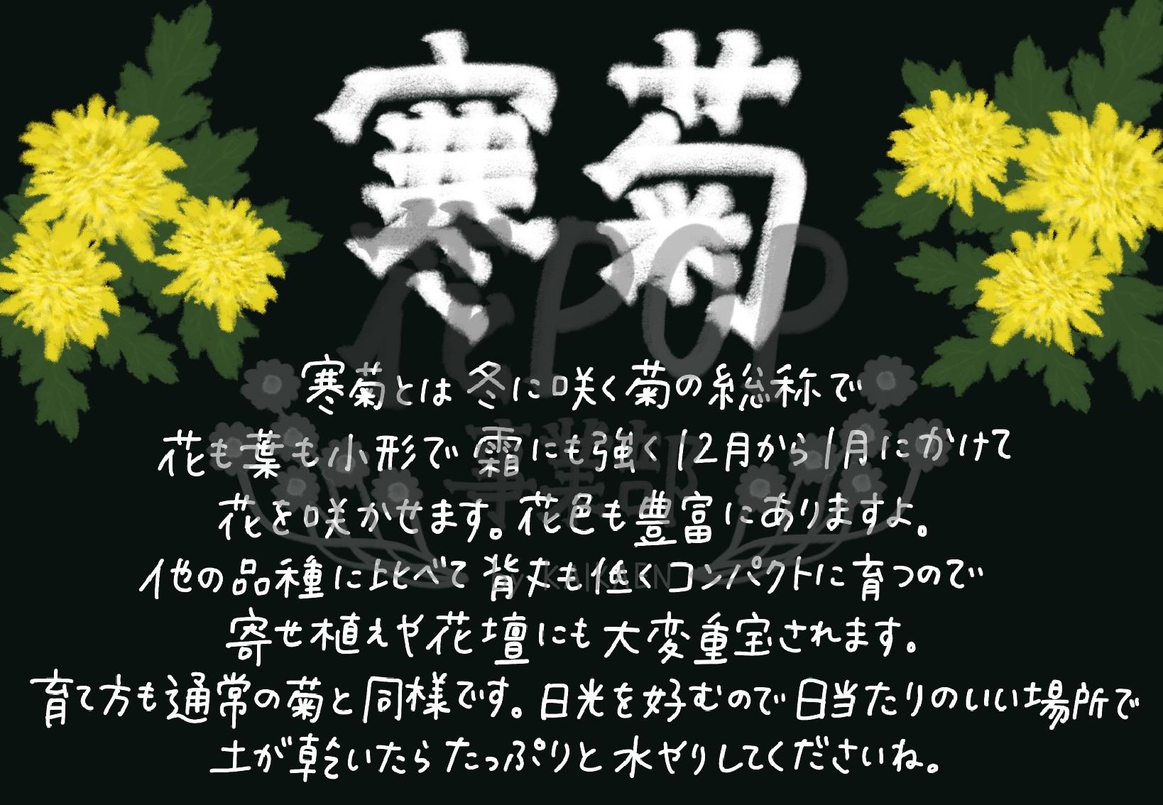 寒菊 花pop事業部 寒菊 花pop事業部