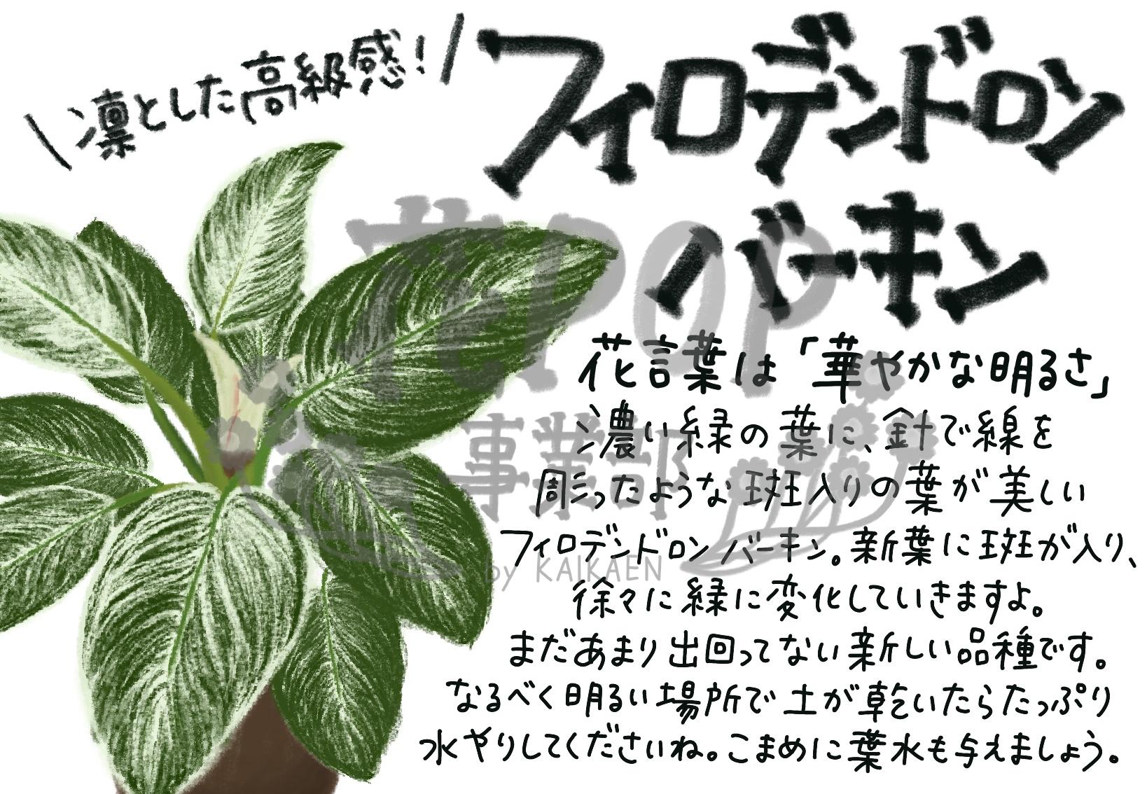 花pop事業部 花pop事業部
