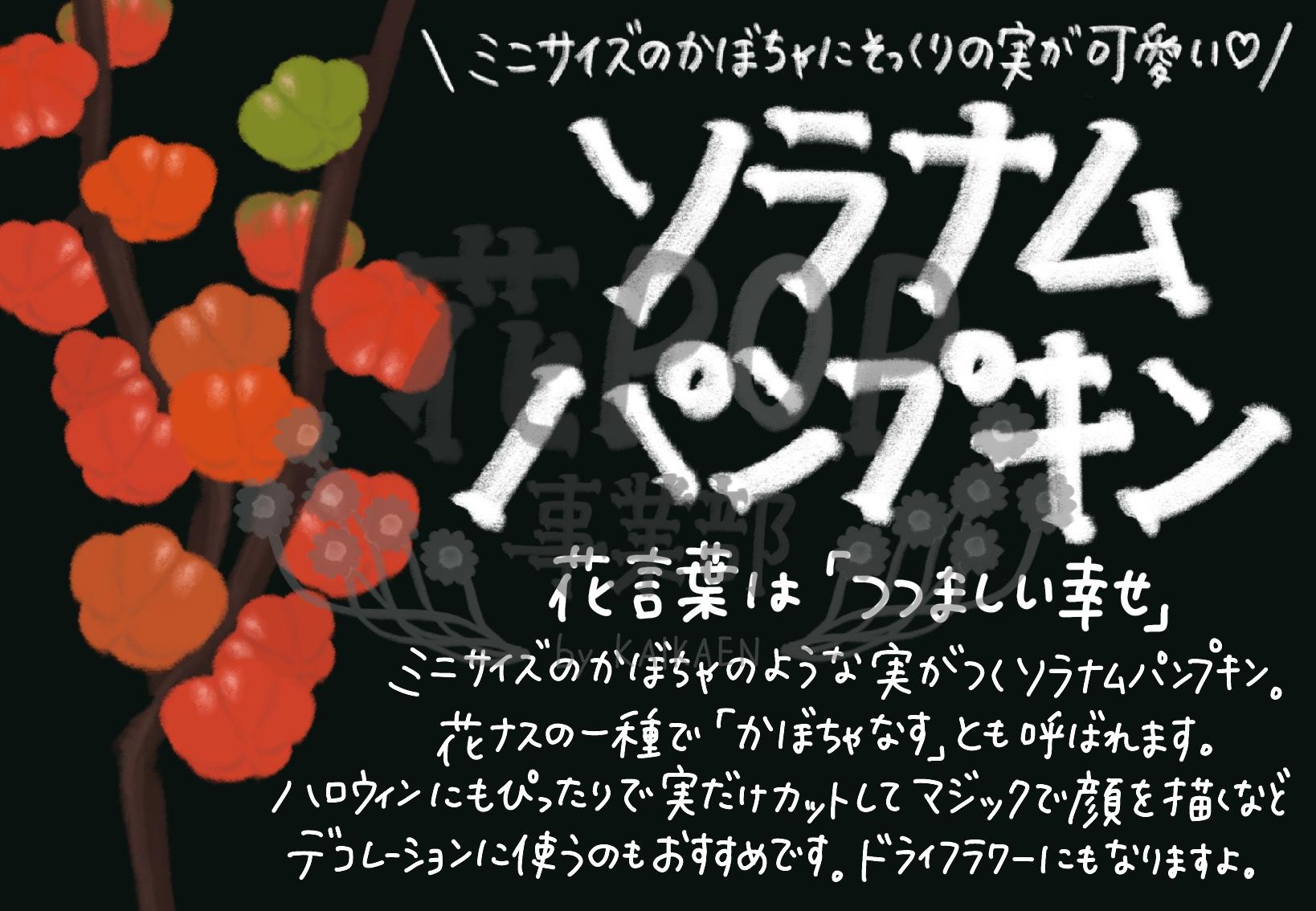 ソラナムパンプキン 花pop事業部 ソラナムパンプキン 花pop事業部