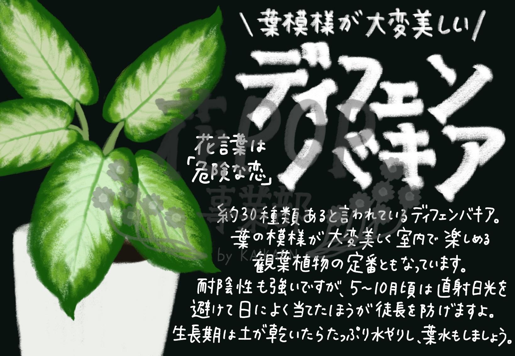 ディフェンバキア 花pop事業部 ディフェンバキア 花pop事業部