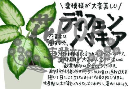 ディフェンバキア 花pop事業部 ディフェンバキア 花pop事業部