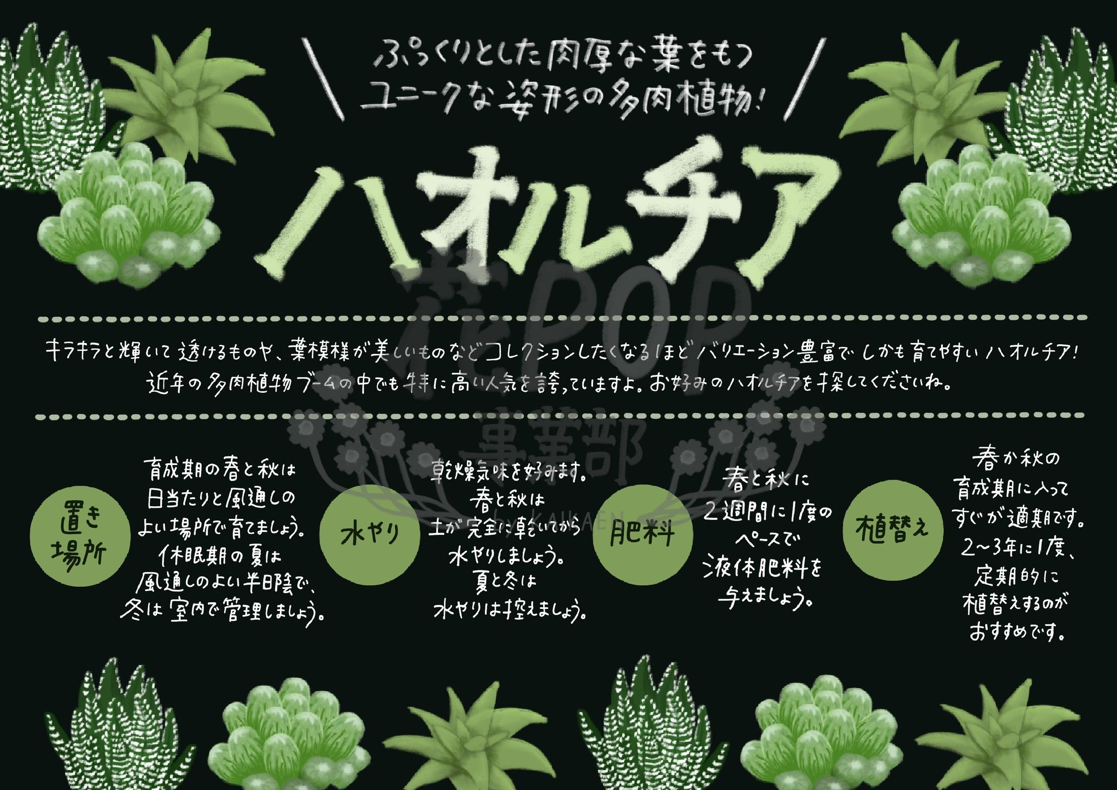ハオルチア 花pop事業部 ハオルチア 花pop事業部