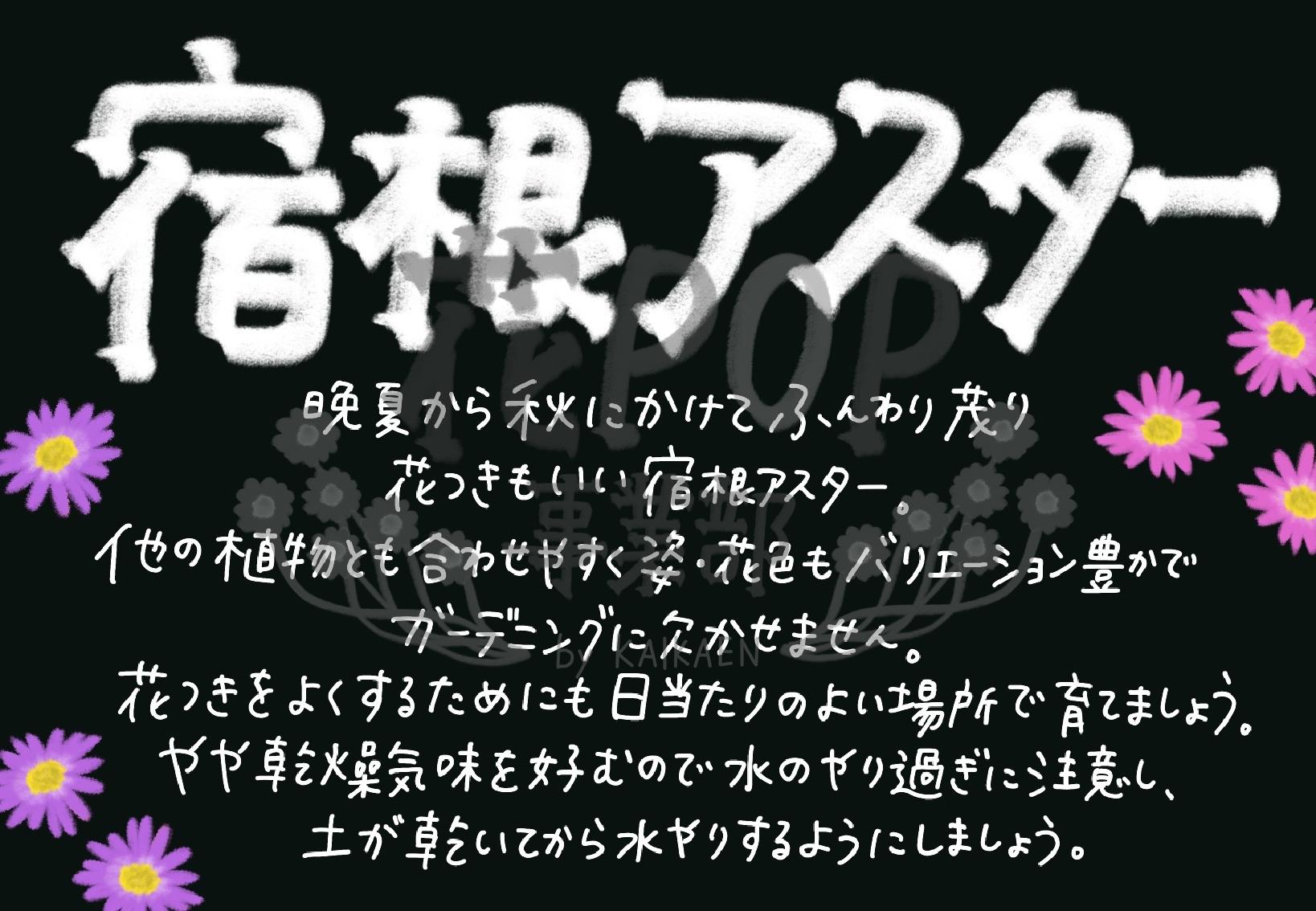 宿根アスター 花pop事業部 宿根アスター 花pop事業部