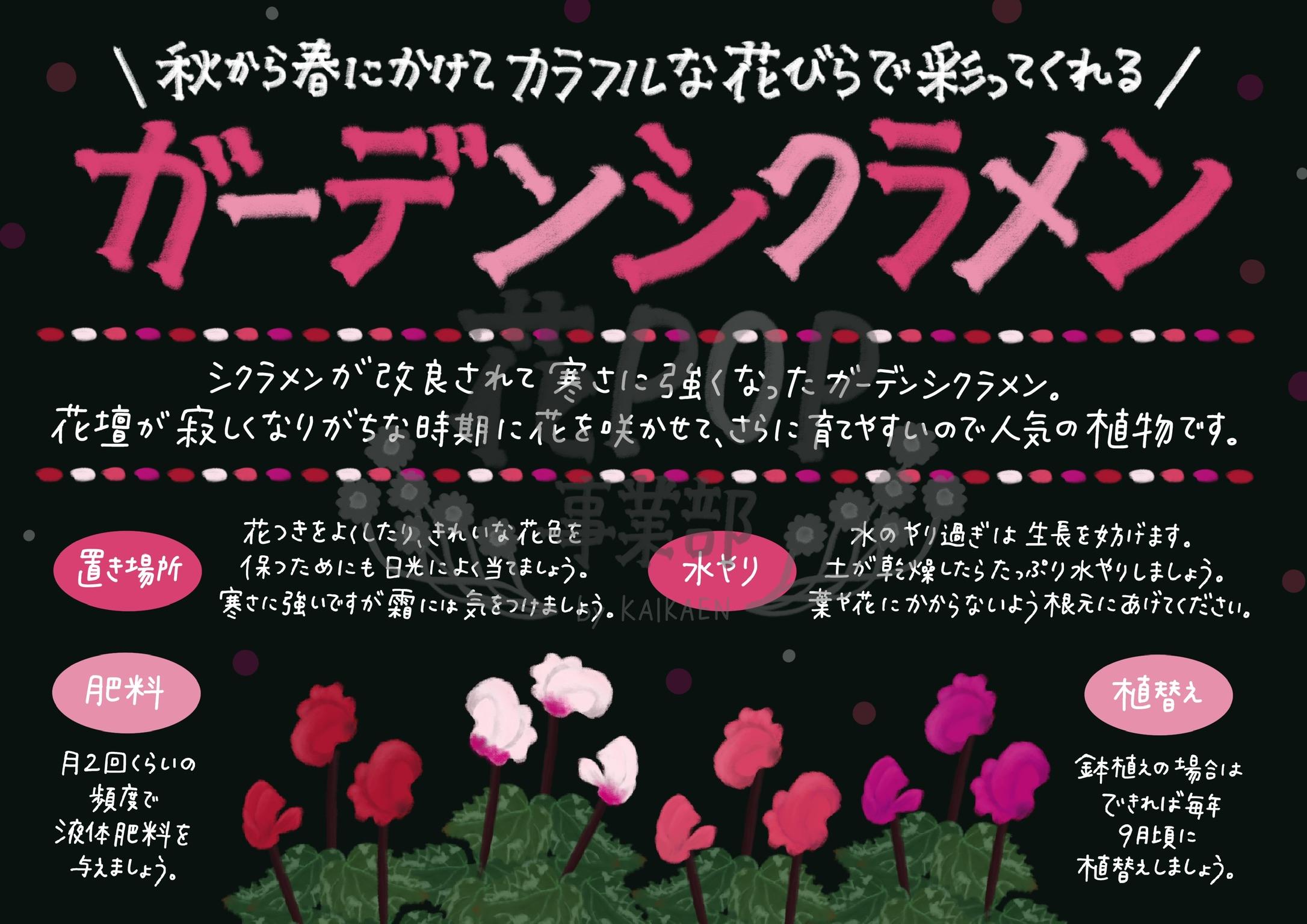 ガーデンシクラメン 花pop事業部 ガーデンシクラメン 花pop事業部