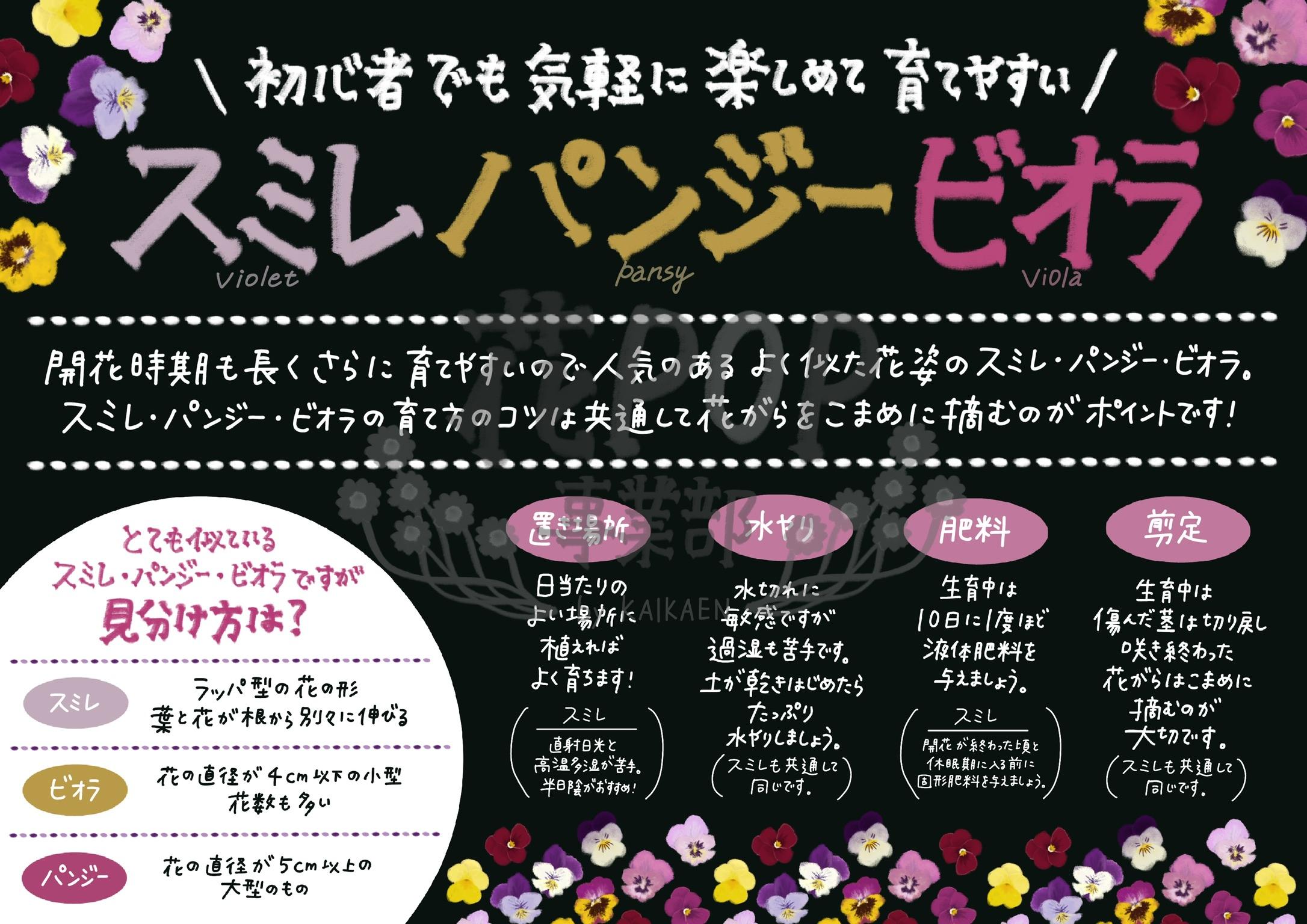 スミレ パンジー ビオラ 花pop事業部 スミレ パンジー ビオラ 花pop事業部
