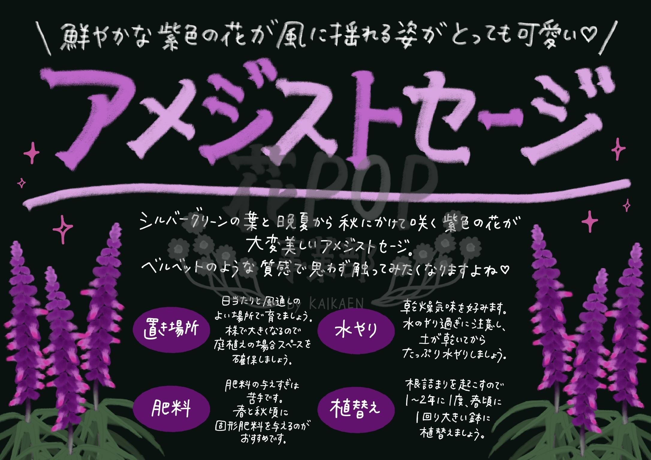 アメジストセージ 花pop事業部 アメジストセージ 花pop事業部