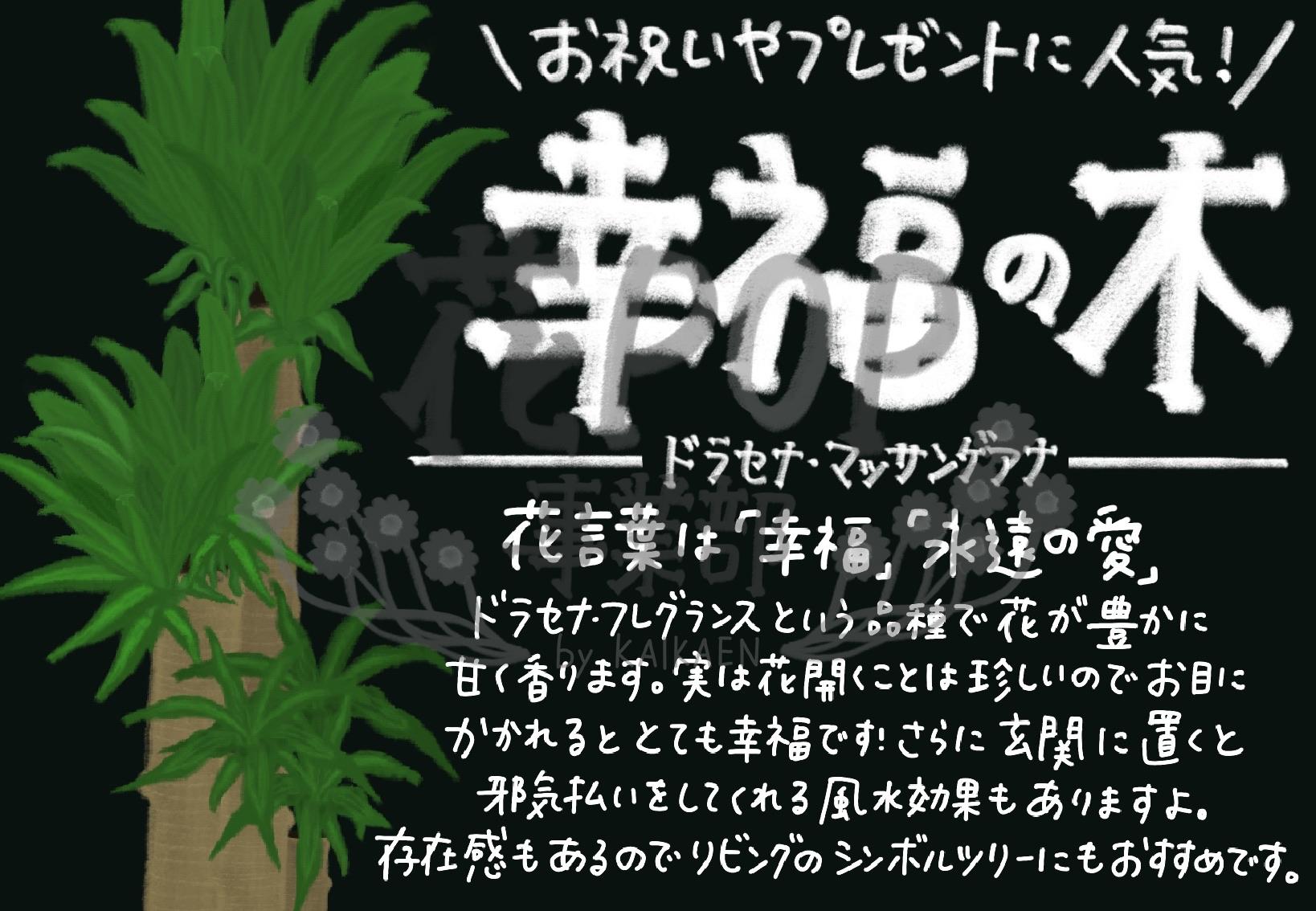 幸福の木 花pop事業部 幸福の木 花pop事業部