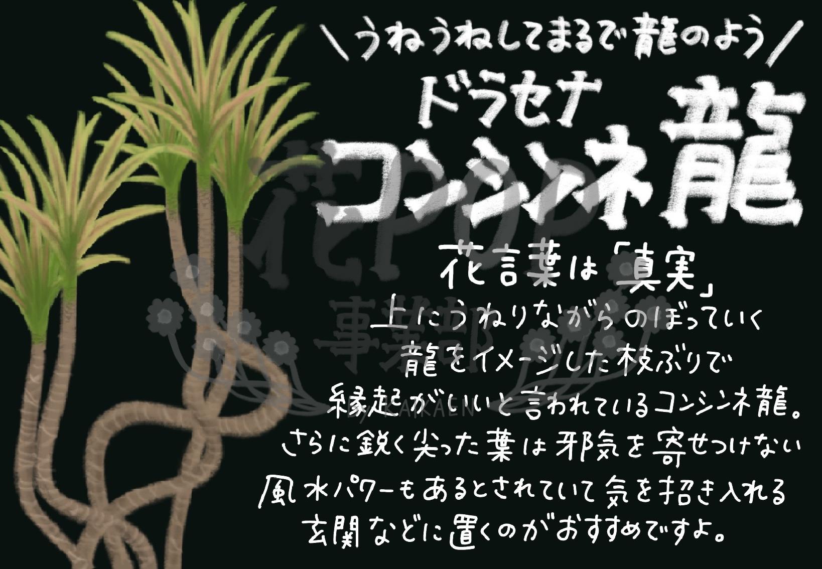 ドラセナ コンシンネ 龍 花pop事業部 ドラセナ コンシンネ 龍 花pop事業部