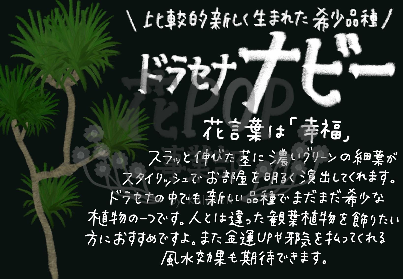 ドラセナ ナビー 花pop事業部 ドラセナ ナビー 花pop事業部