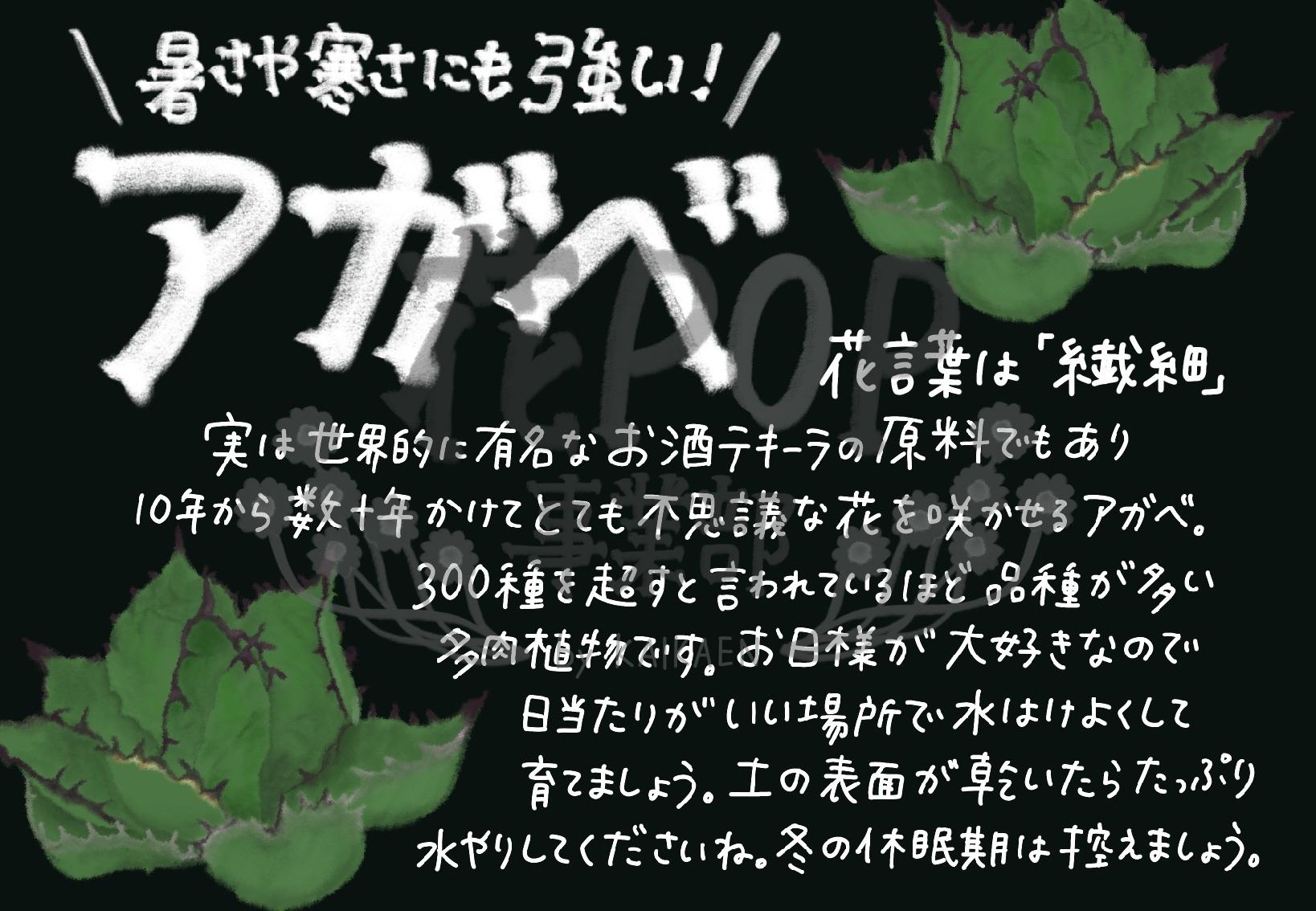 アガベ 花pop事業部 アガベ 花pop事業部