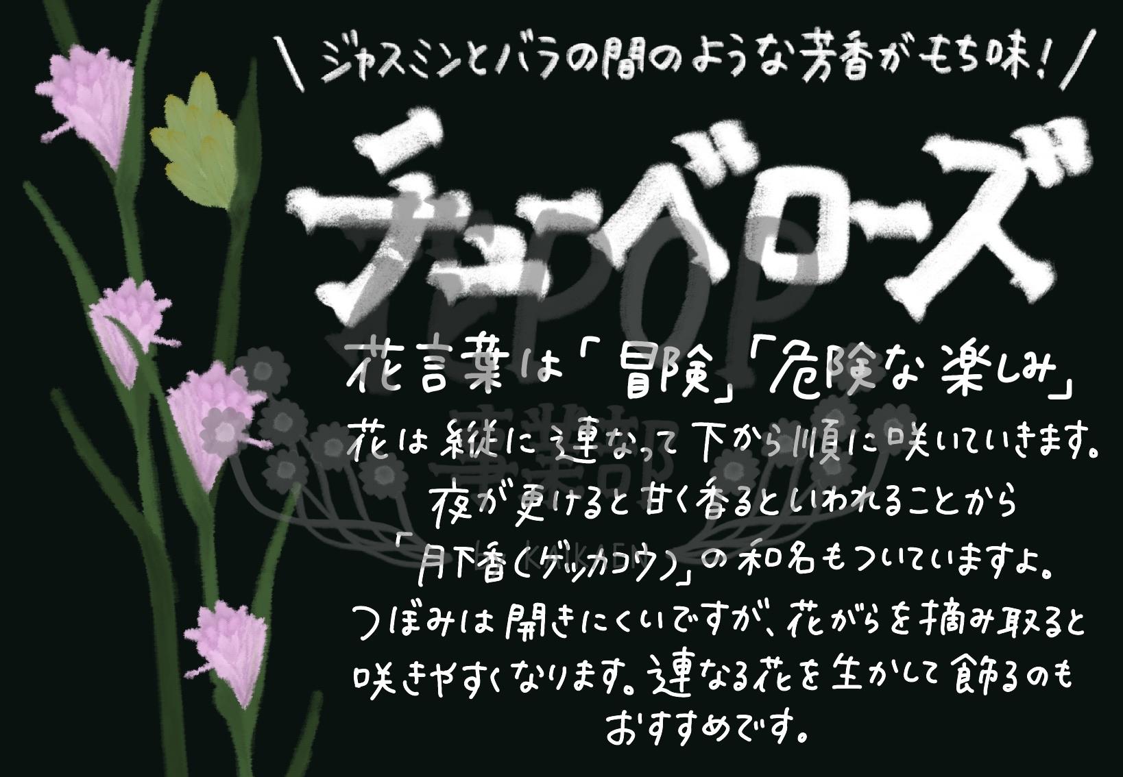 チューベローズ 花pop事業部 チューベローズ 花pop事業部