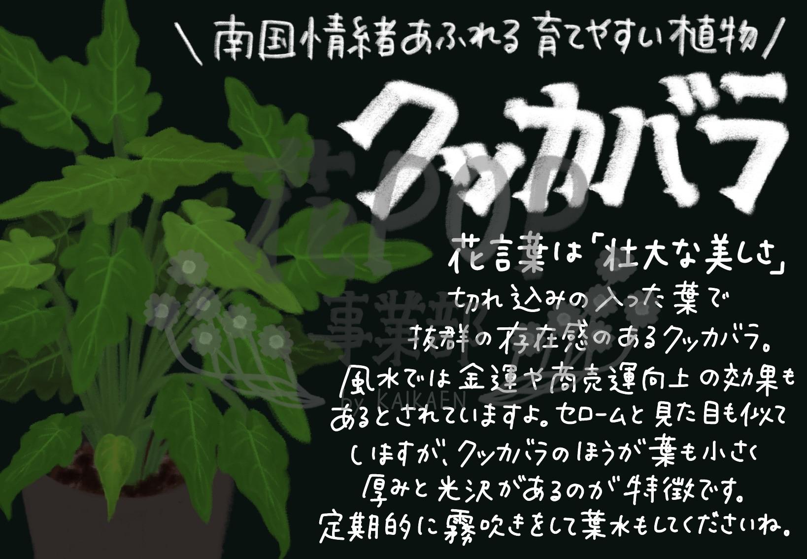 クッカバラ 花pop事業部 クッカバラ 花pop事業部