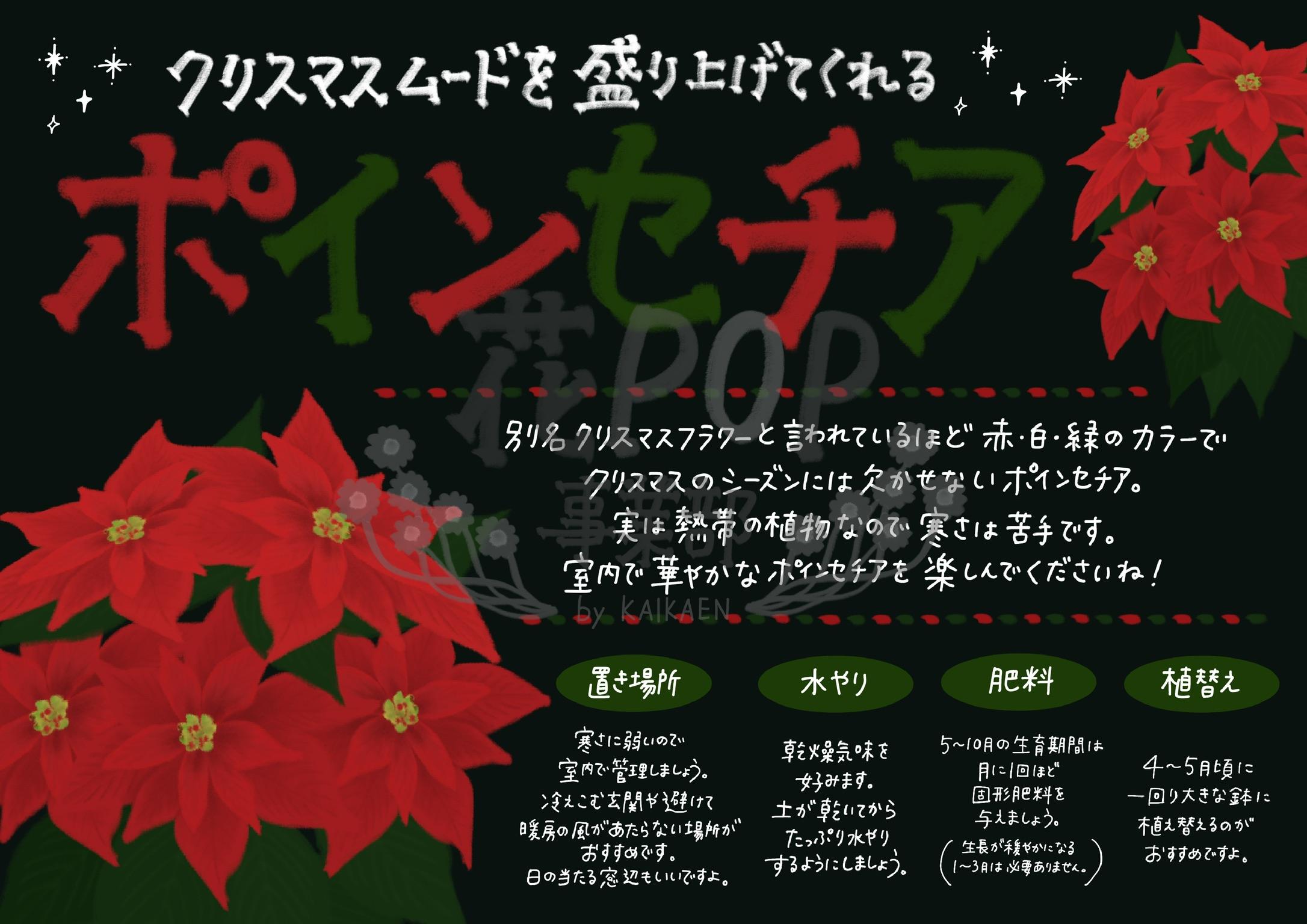 ポインセチア 花pop事業部 ポインセチア 花pop事業部