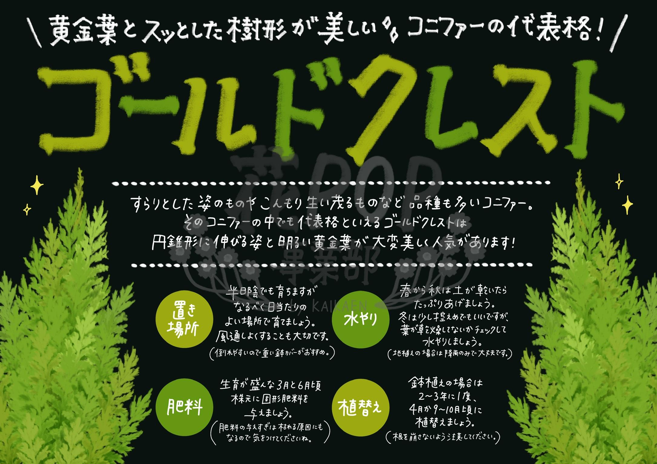 ゴールドクレスト 花pop事業部 ゴールドクレスト 花pop事業部