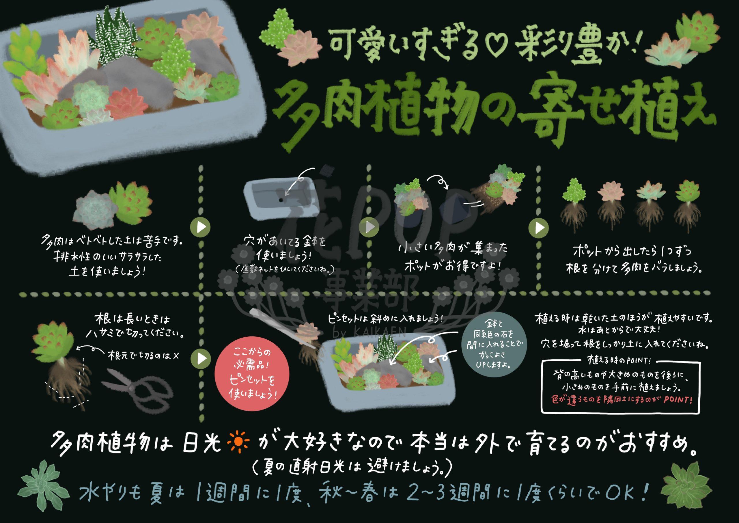 多肉植物の寄せ植え 花pop事業部 多肉植物の寄せ植え 花pop事業部