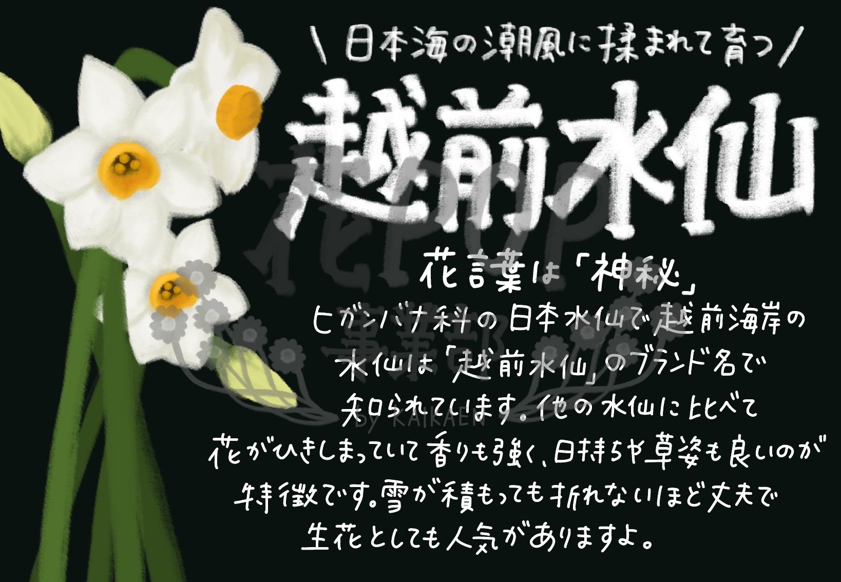 越前水仙 花pop事業部 越前水仙 花pop事業部