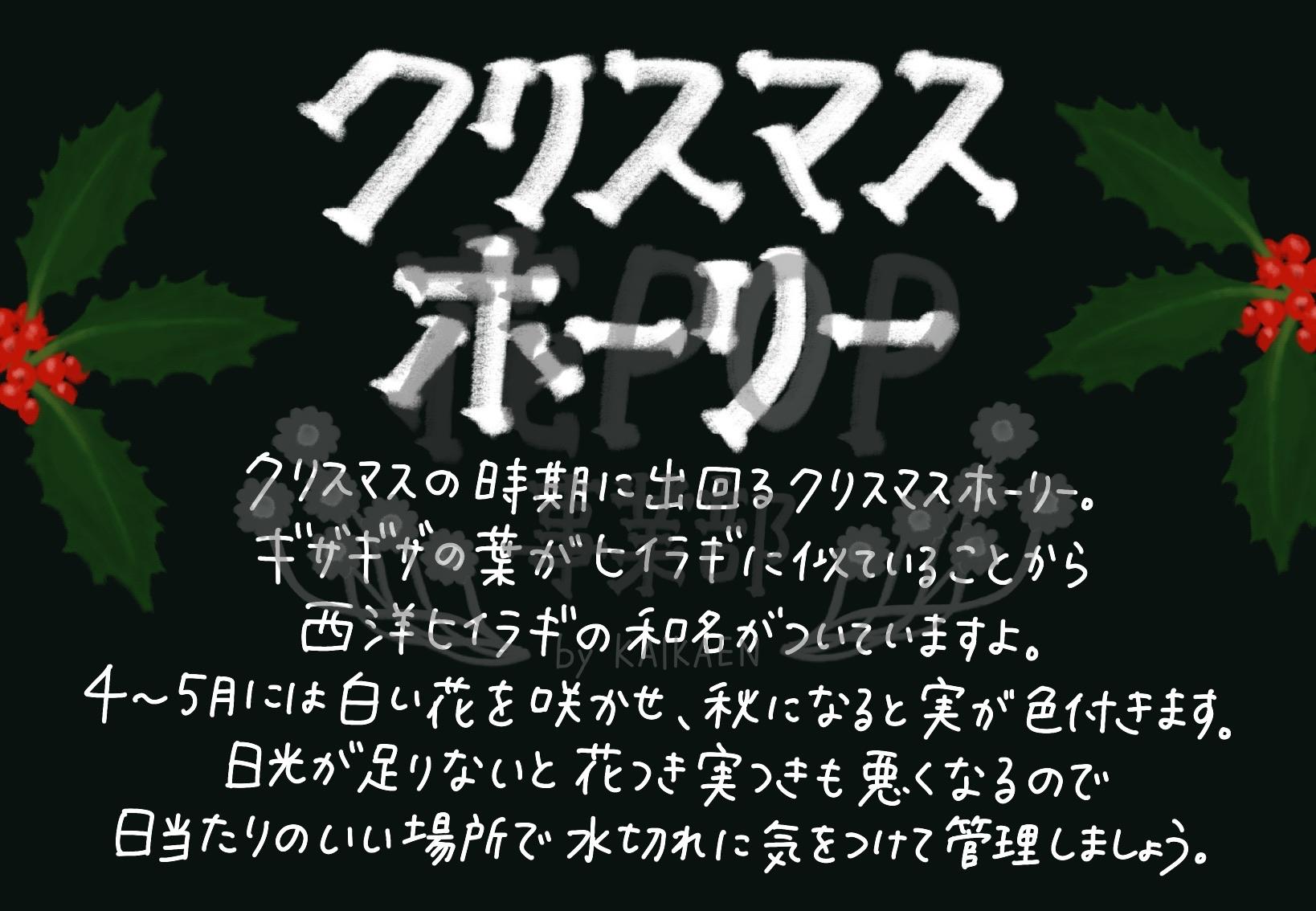 クリスマスホーリー 花pop事業部 クリスマスホーリー 花pop事業部