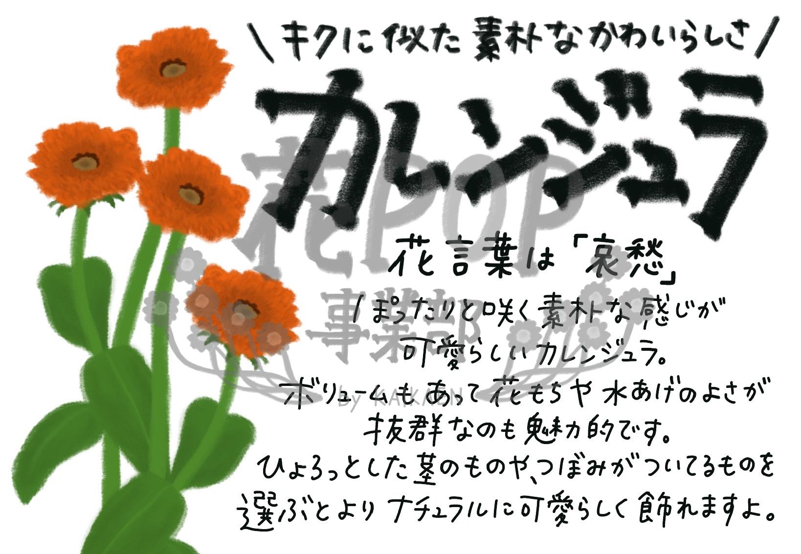 カレンジュラ 花pop事業部 カレンジュラ 花pop事業部