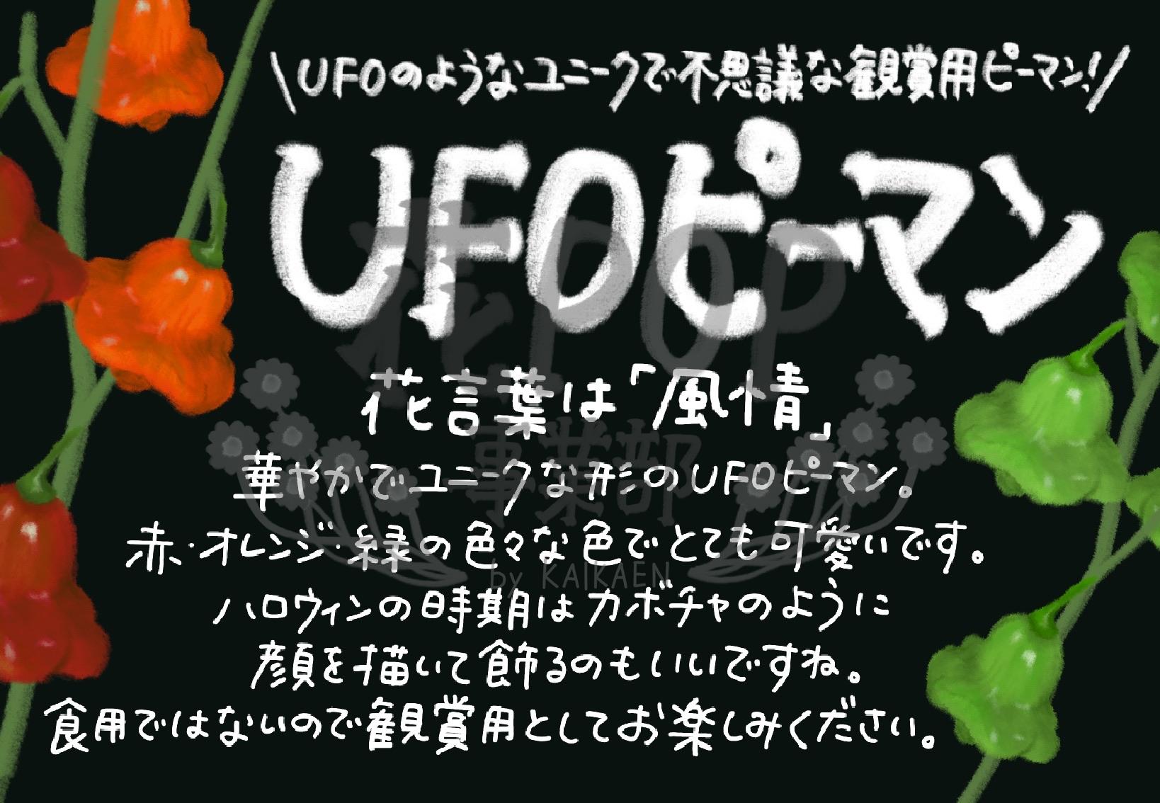 Ufoピーマン 花pop事業部 Ufoピーマン 花pop事業部