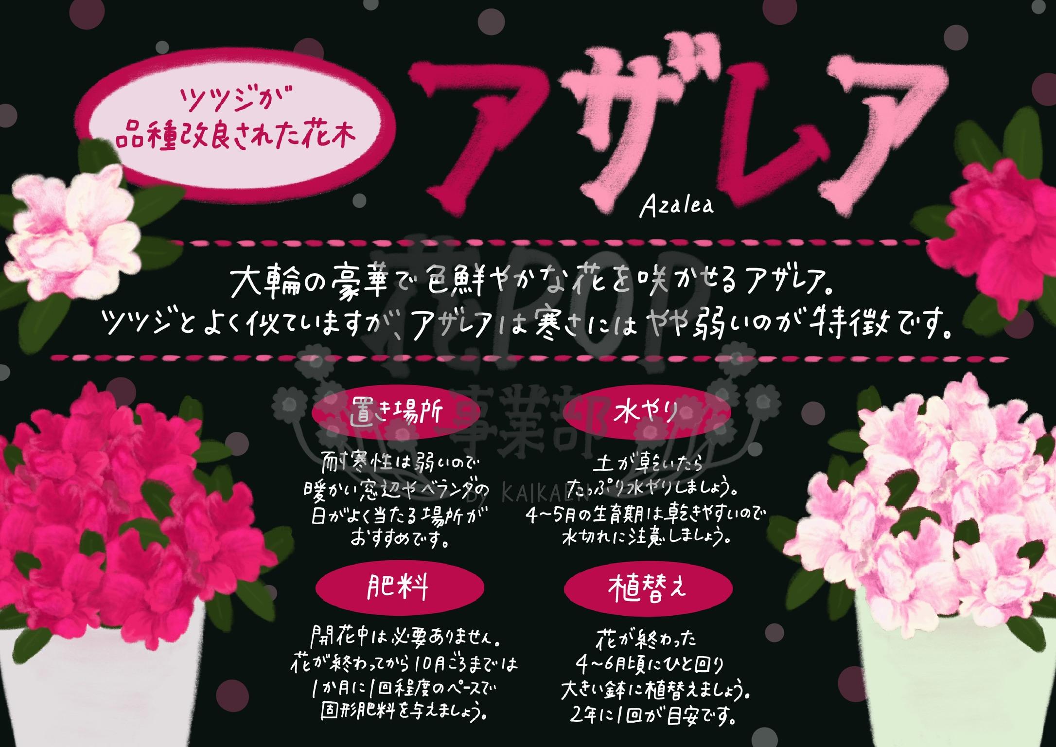 アザレア 花pop事業部 アザレア 花pop事業部