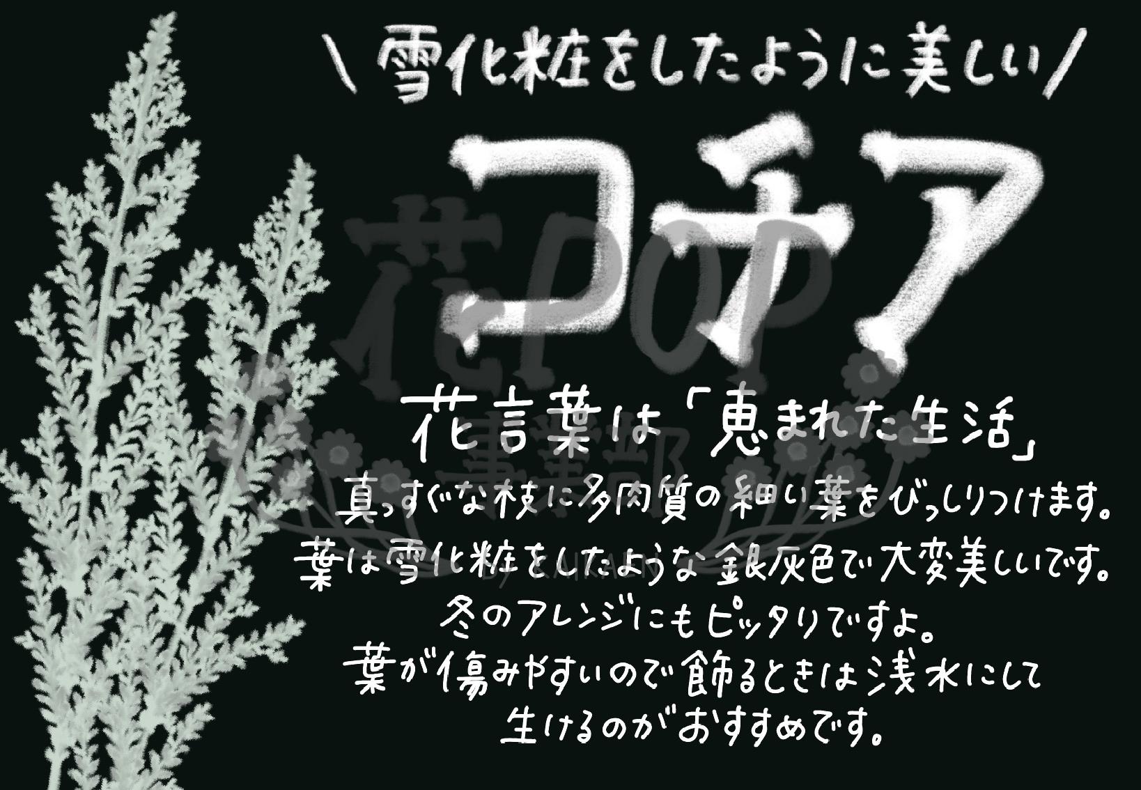 コチア 花pop事業部 コチア 花pop事業部