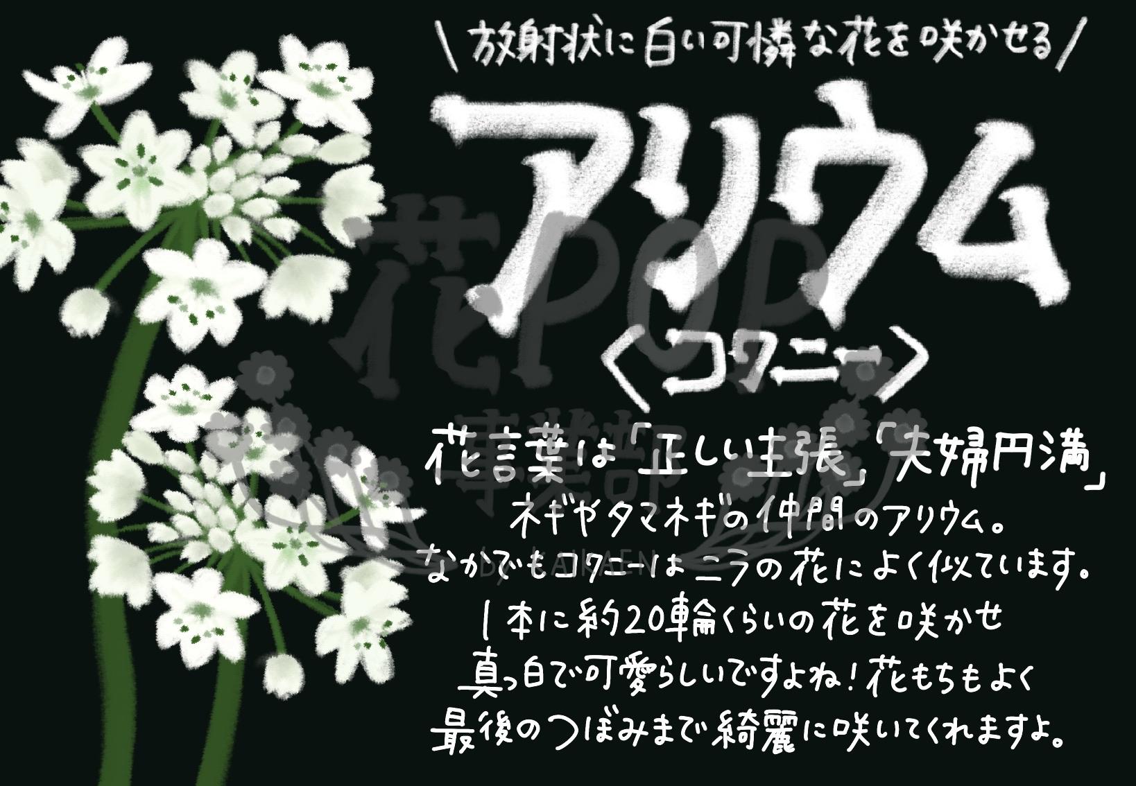 アリウム コワニー 花pop事業部 アリウム コワニー 花pop事業部