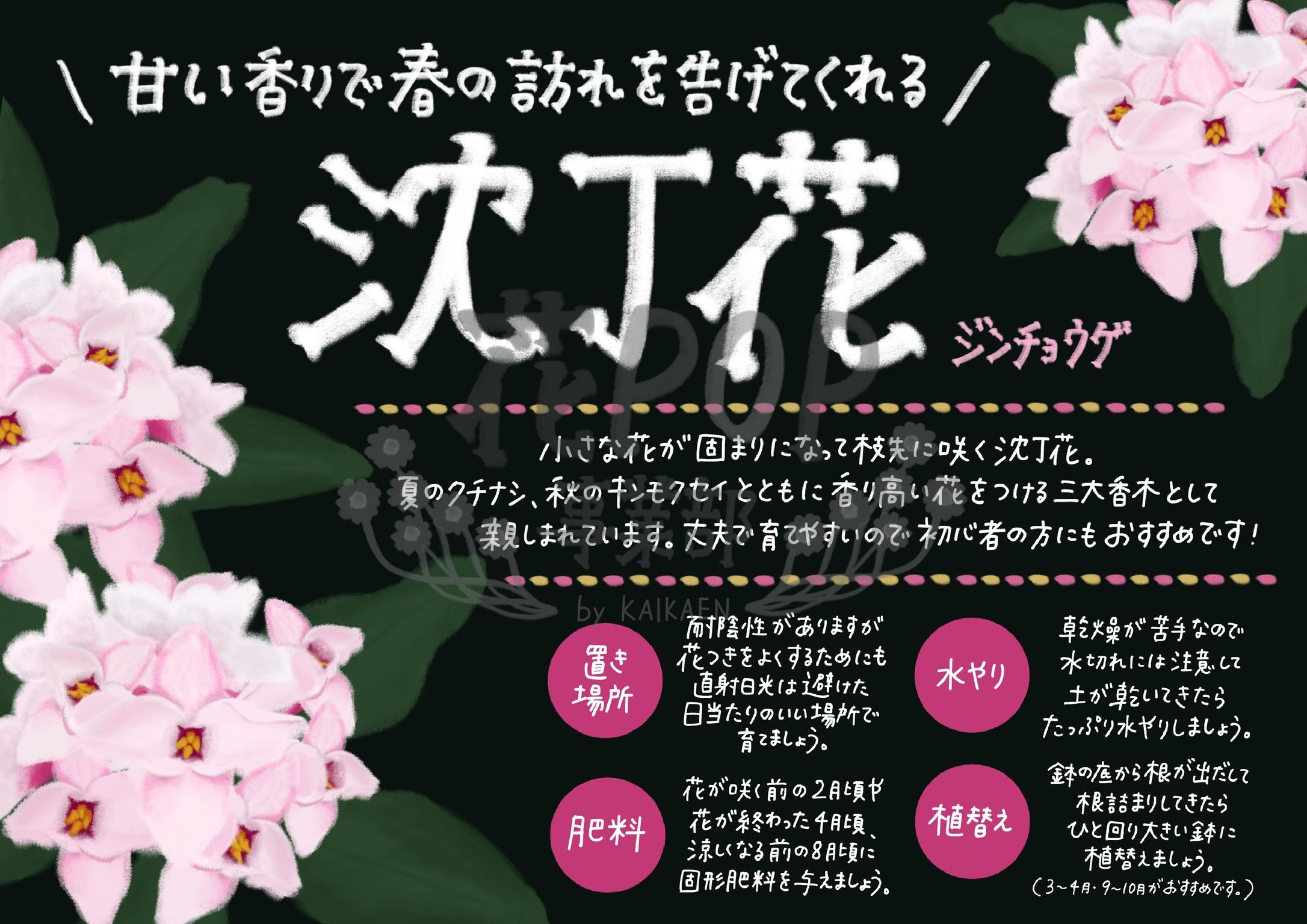 沈丁花 花pop事業部 沈丁花 花pop事業部