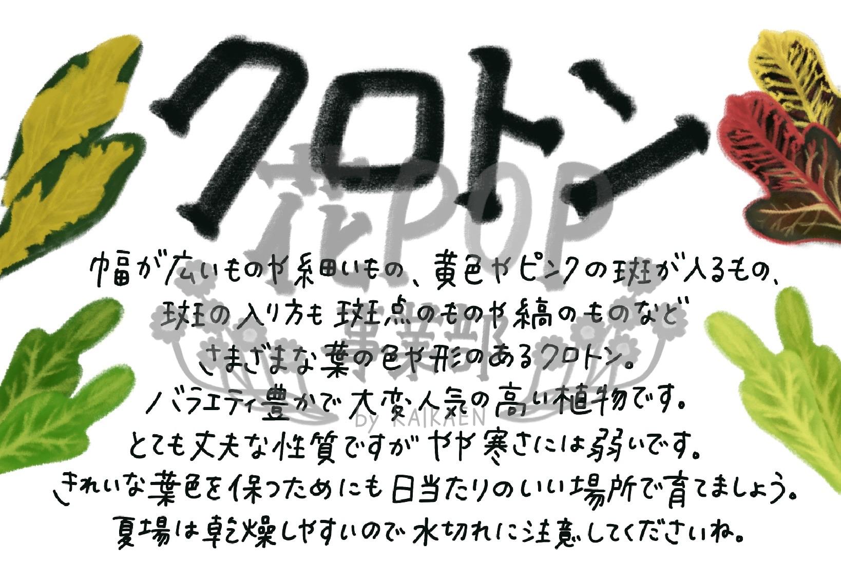 クロトン 花pop事業部 クロトン 花pop事業部