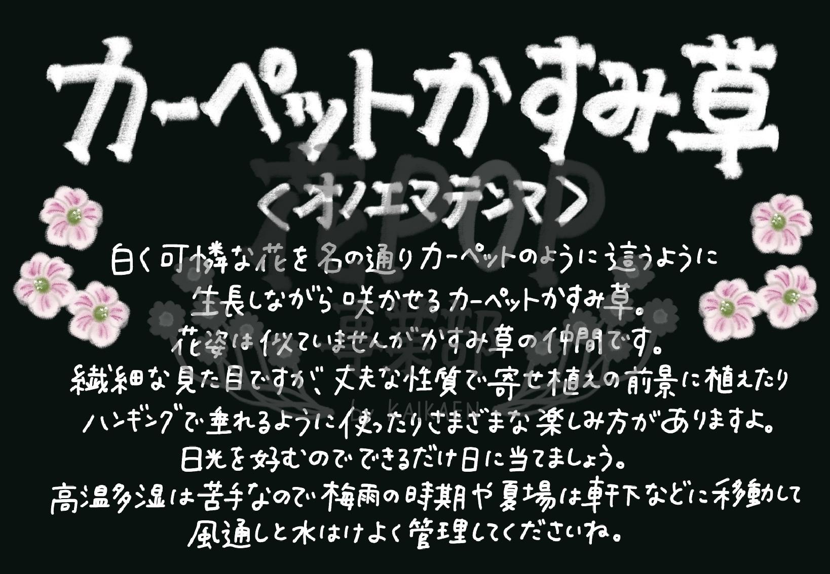 カーペットかすみ草 花pop事業部