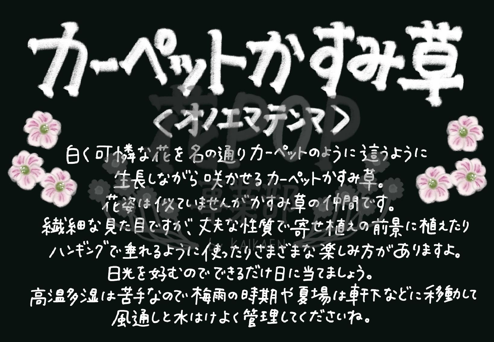カーペットかすみ草 花pop事業部 カーペットかすみ草 花pop事業部