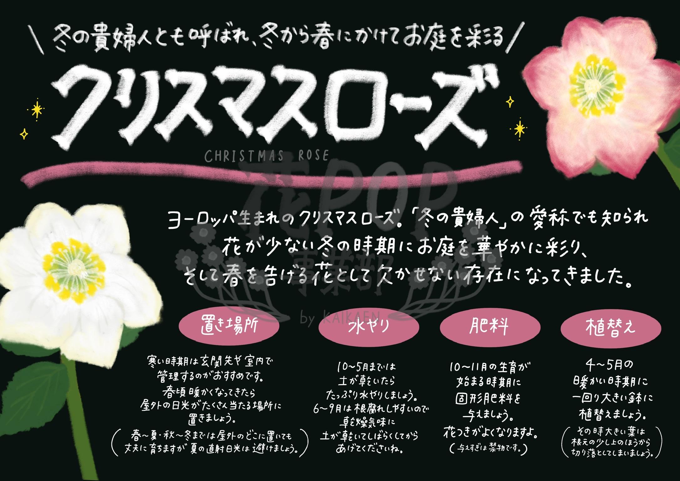 クリスマスローズ 花pop事業部 クリスマスローズ 花pop事業部