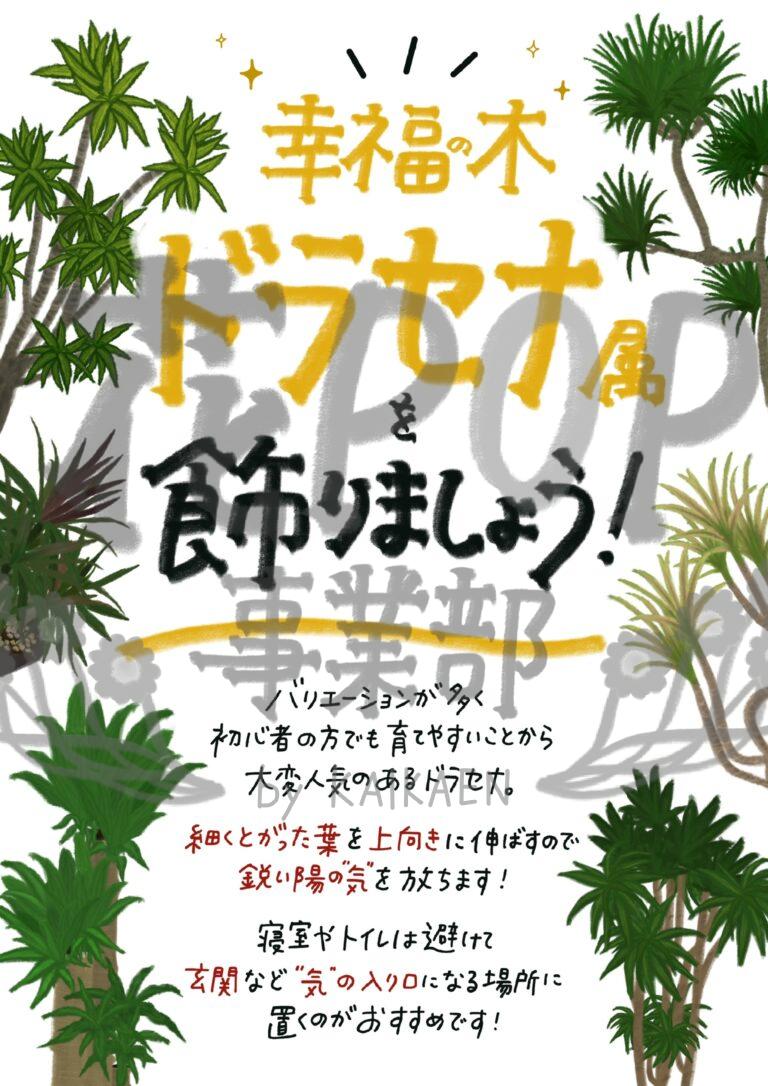 幸福の木ドラセナ属を飾りましょう!