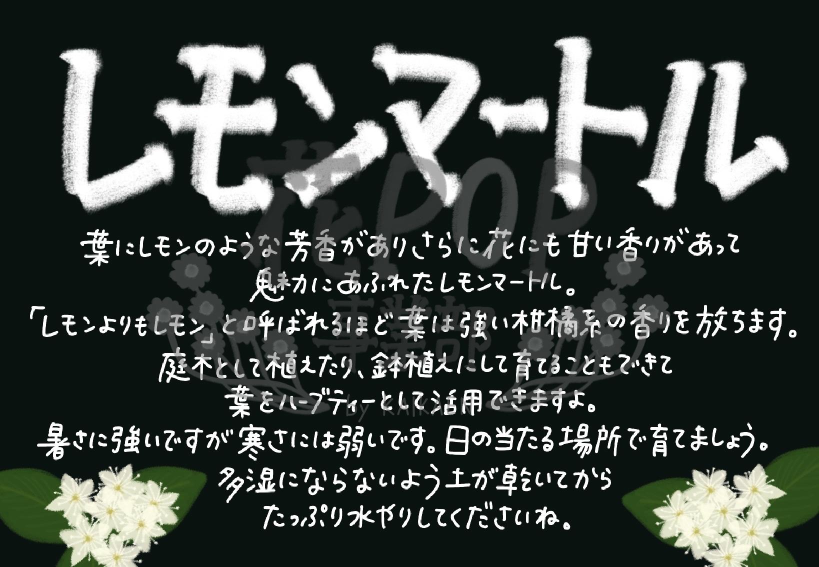 レモンマートル 花pop事業部 レモンマートル 花pop事業部