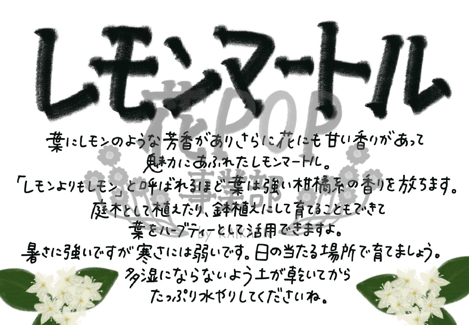 レモンマートル 花pop事業部 レモンマートル 花pop事業部