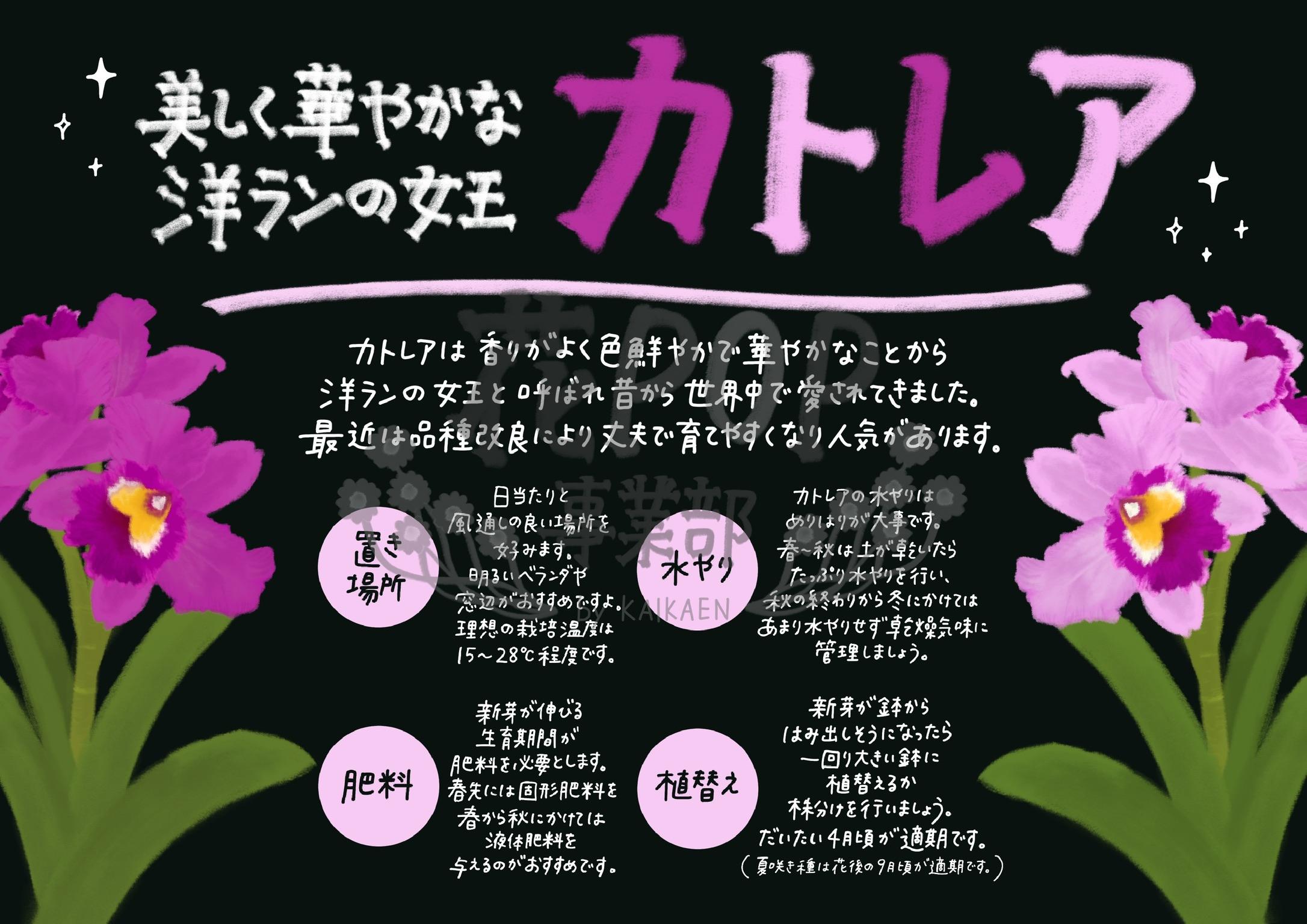 カトレア 花pop事業部 カトレア 花pop事業部