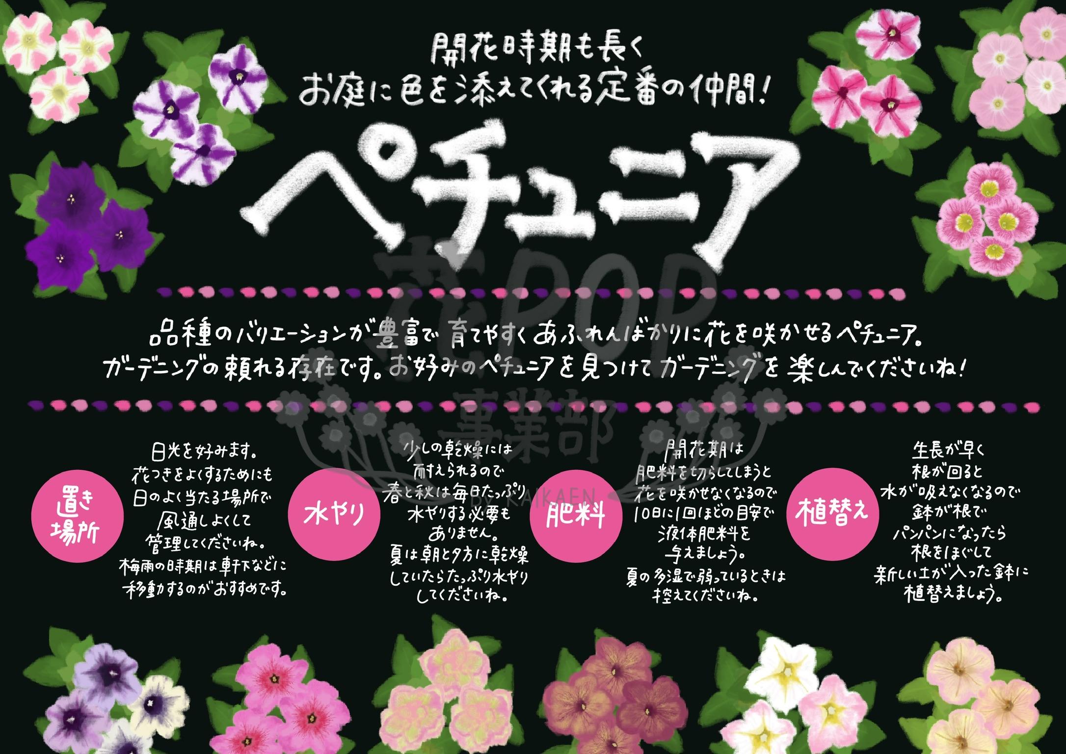 ペチュニア 花pop事業部 ペチュニア 花pop事業部
