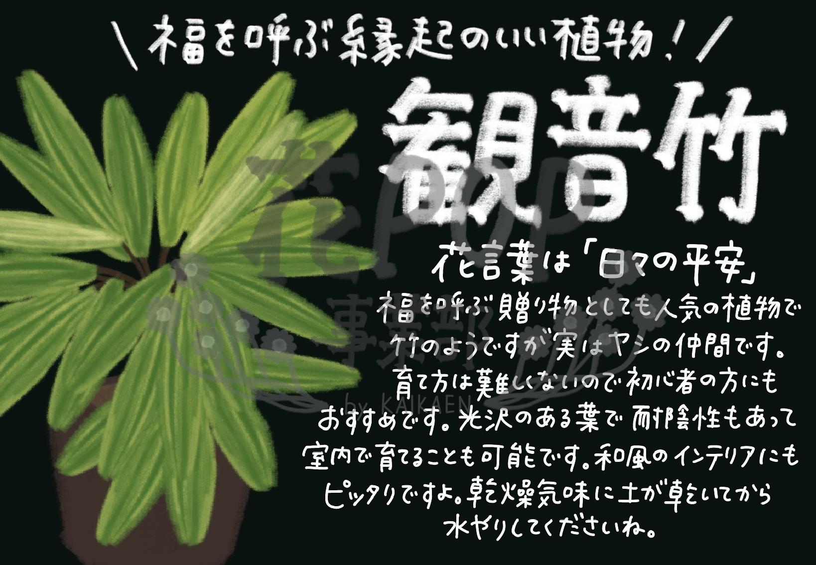 観音竹 花pop事業部 観音竹 花pop事業部