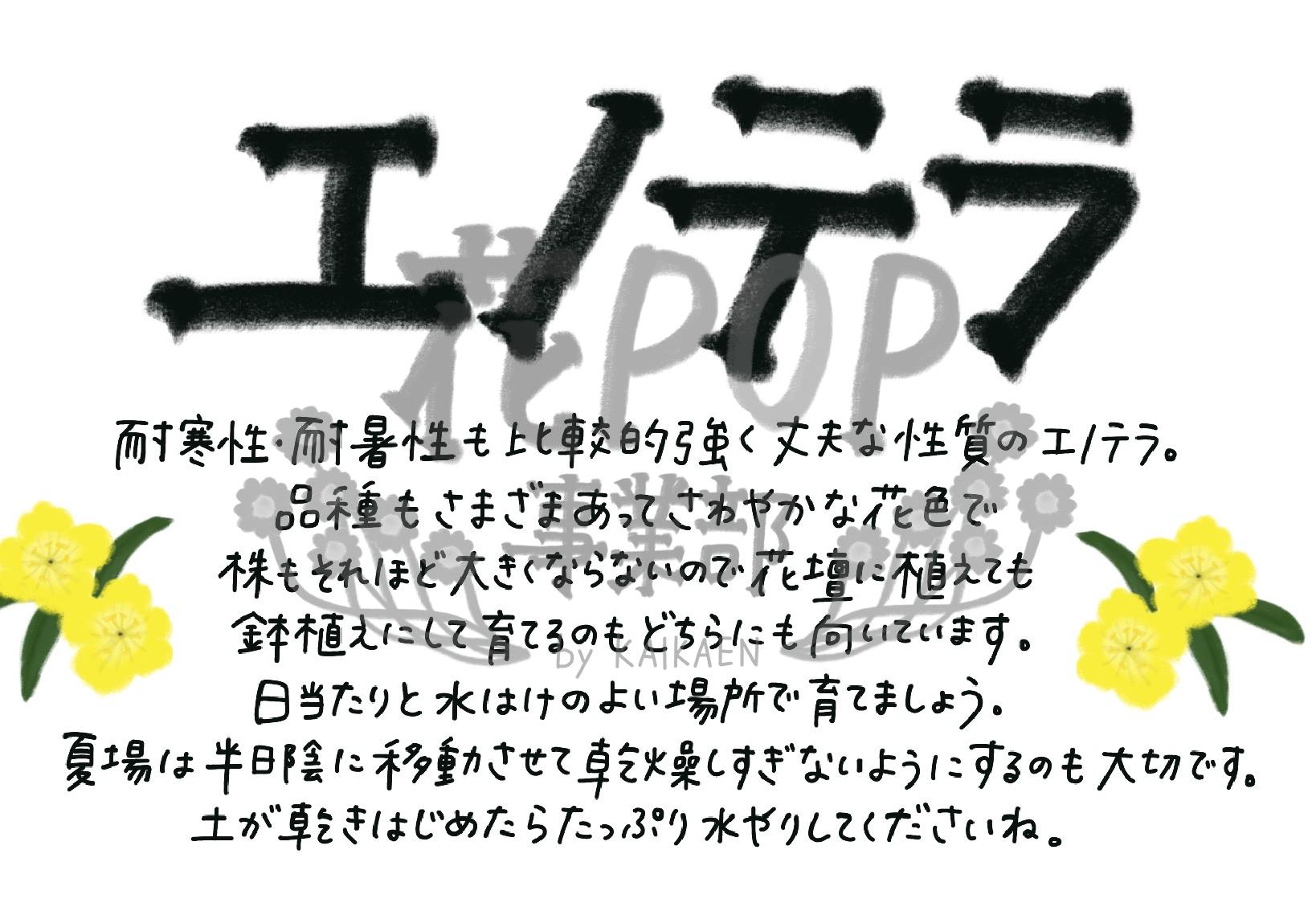 エノテラ 花pop事業部 エノテラ 花pop事業部