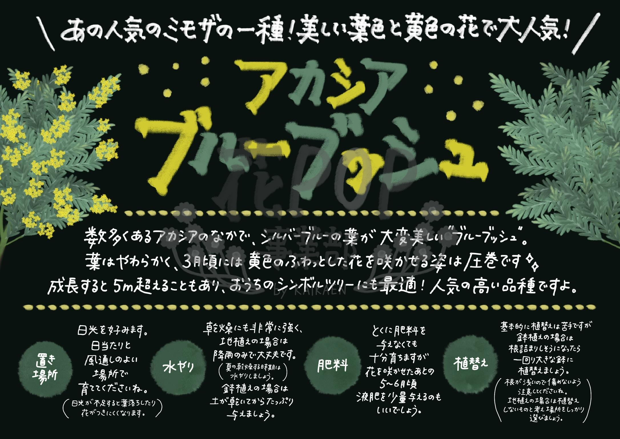 アカシア ブルーブッシュ 花pop事業部 アカシア ブルーブッシュ 花pop事業部