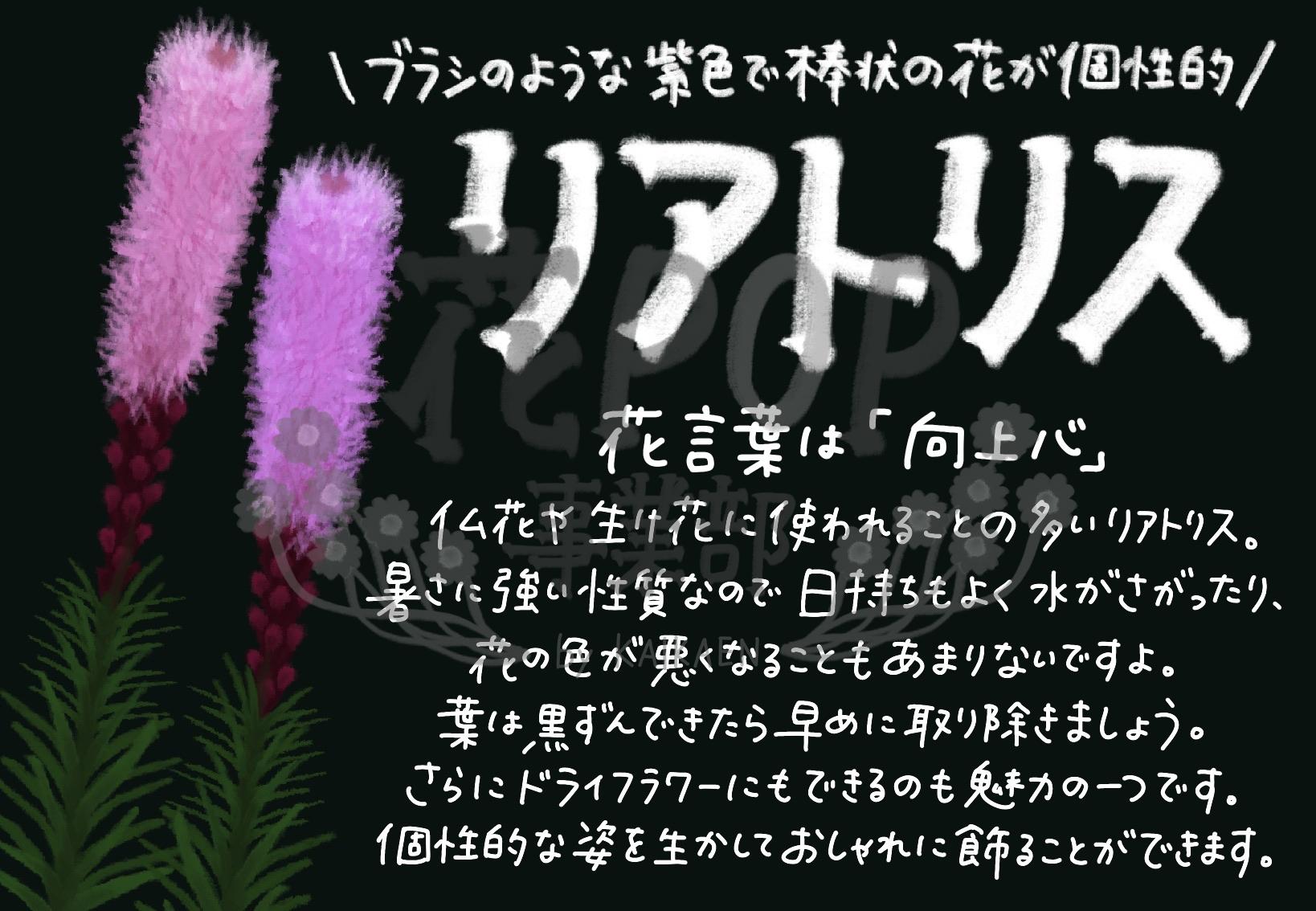 リアトリス 花pop事業部 リアトリス 花pop事業部