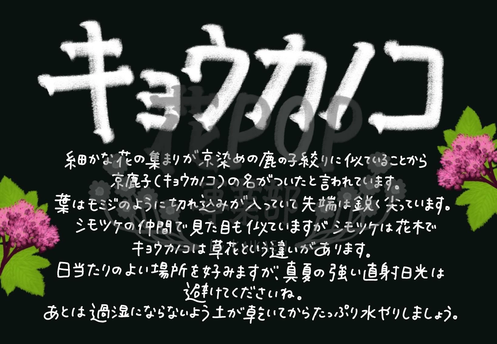 キョウカノコ 花pop事業部 キョウカノコ 花pop事業部
