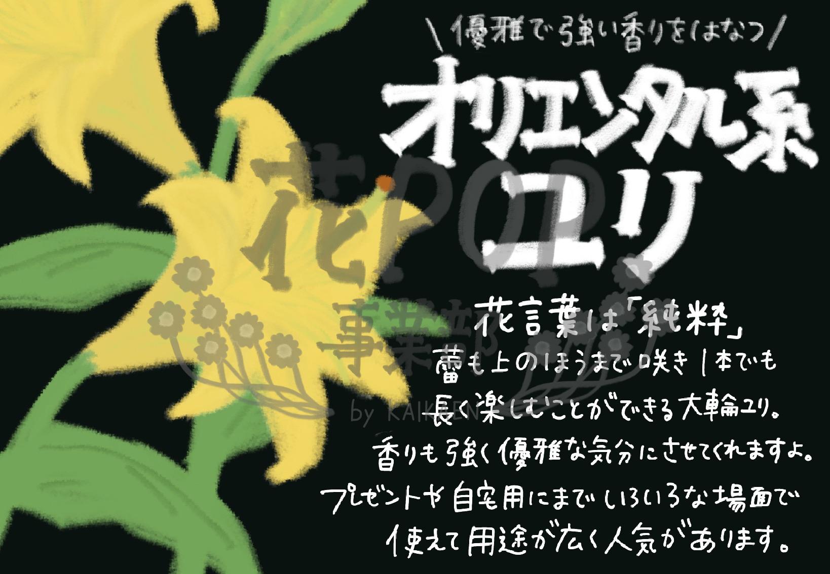 オリエンタル系ユリ 花pop事業部 オリエンタル系ユリ 花pop事業部