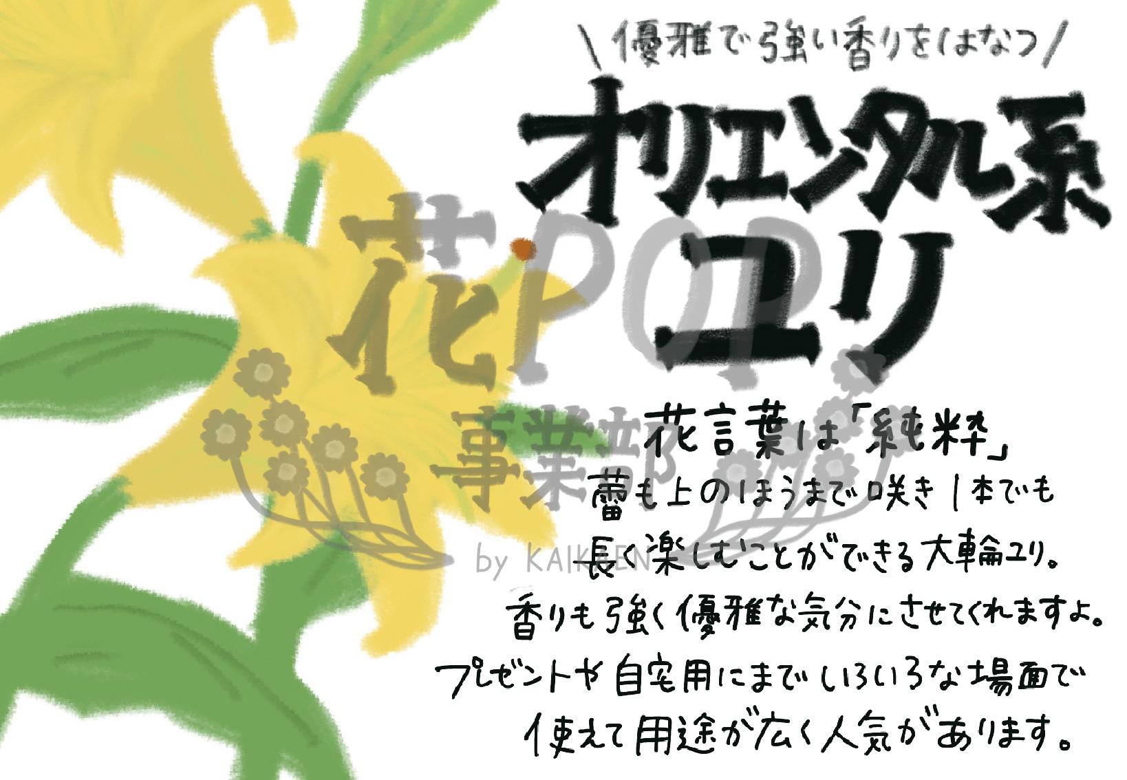 オリエンタル系ユリ 花pop事業部 オリエンタル系ユリ 花pop事業部