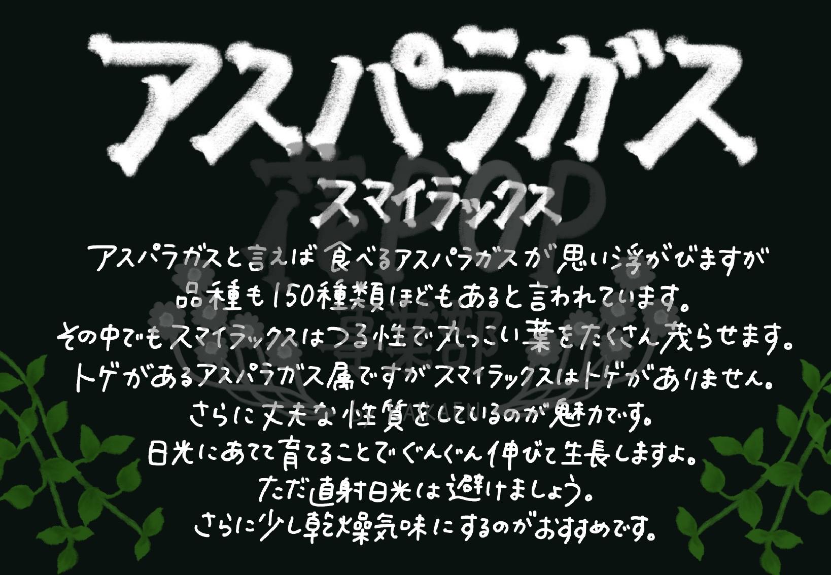 アスパラガス スマイラックス 花pop事業部 アスパラガス スマイラックス 花pop事業部