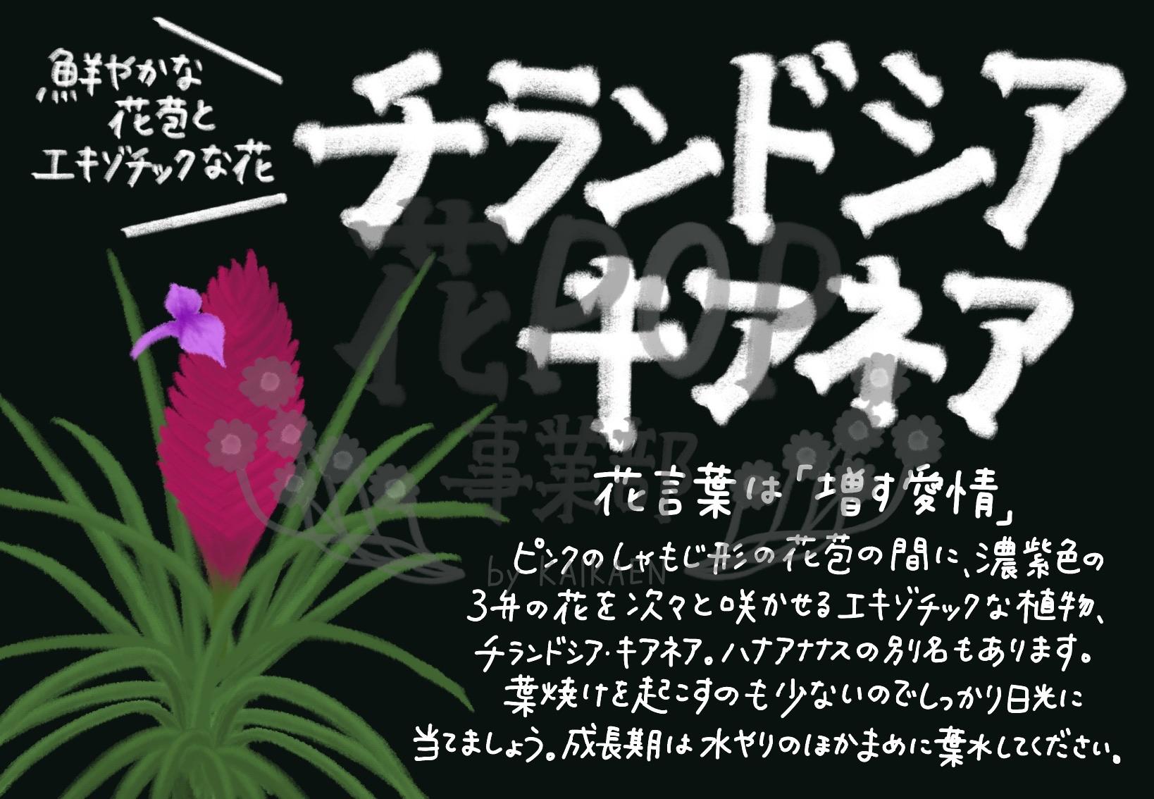 チランドシア キアネア 花pop事業部 チランドシア キアネア 花pop事業部