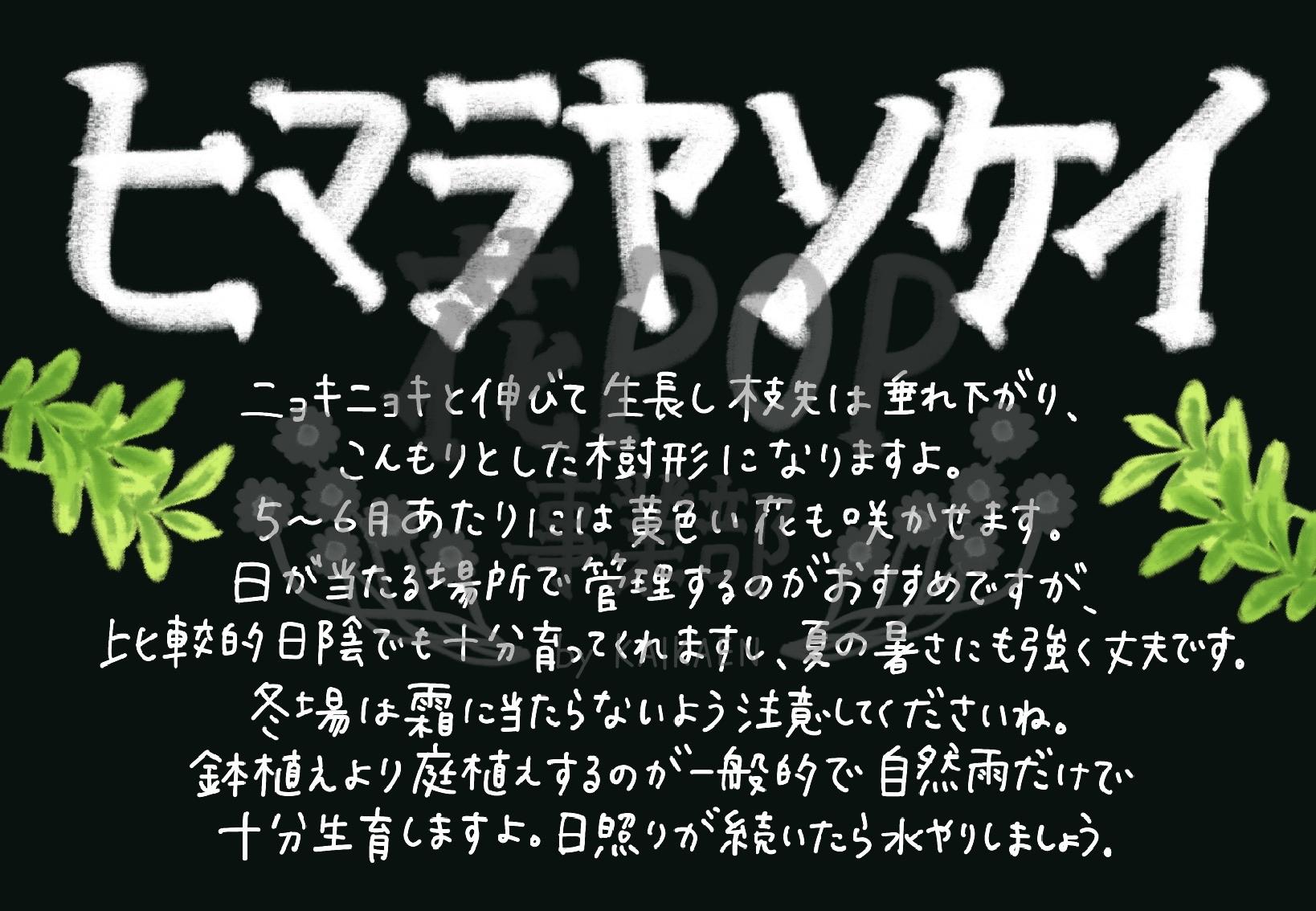 ヒマラヤソケイ 花pop事業部 ヒマラヤソケイ 花pop事業部