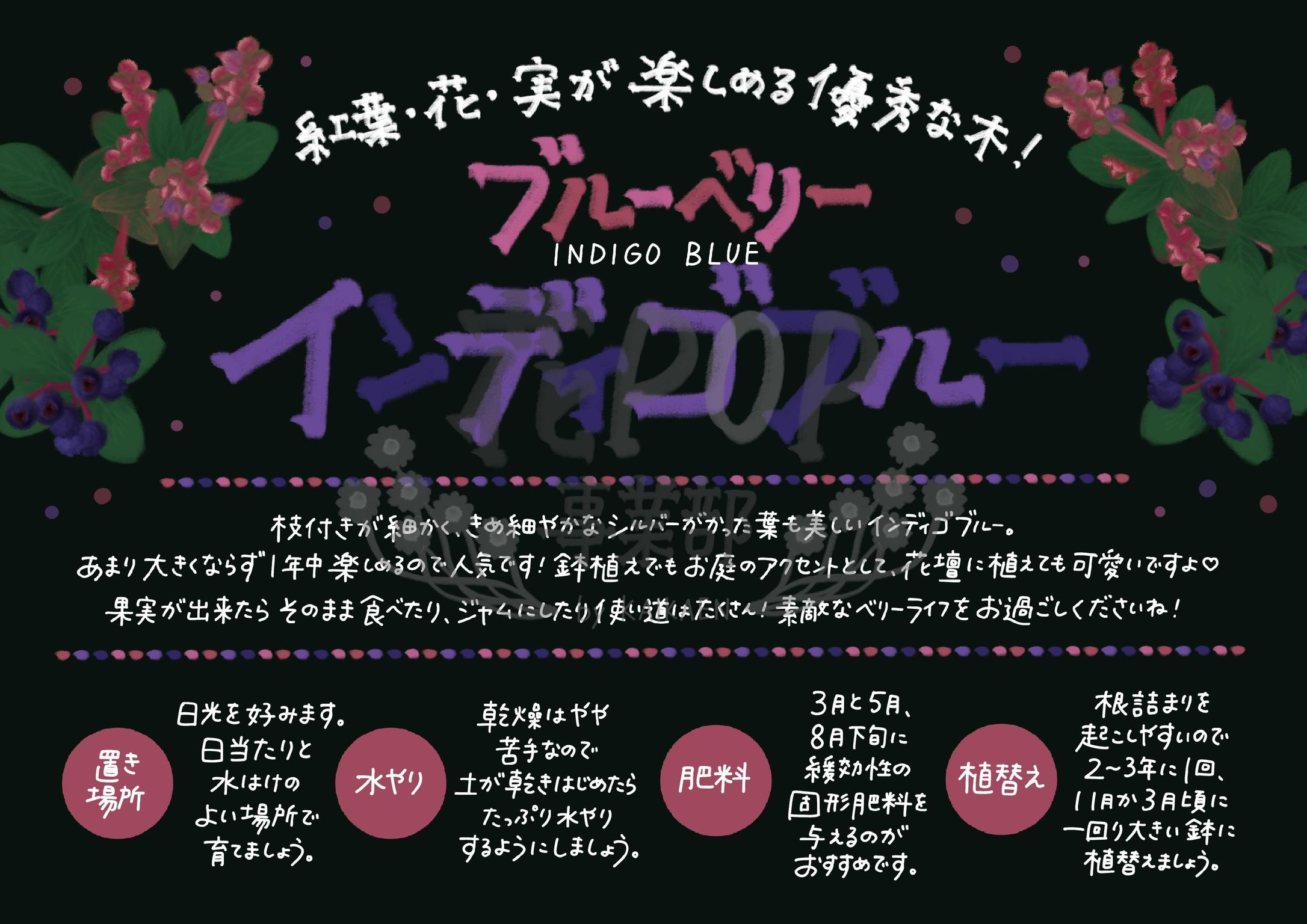 ブルーベリー インディゴブルー 花pop事業部 ブルーベリー インディゴブルー 花pop事業部