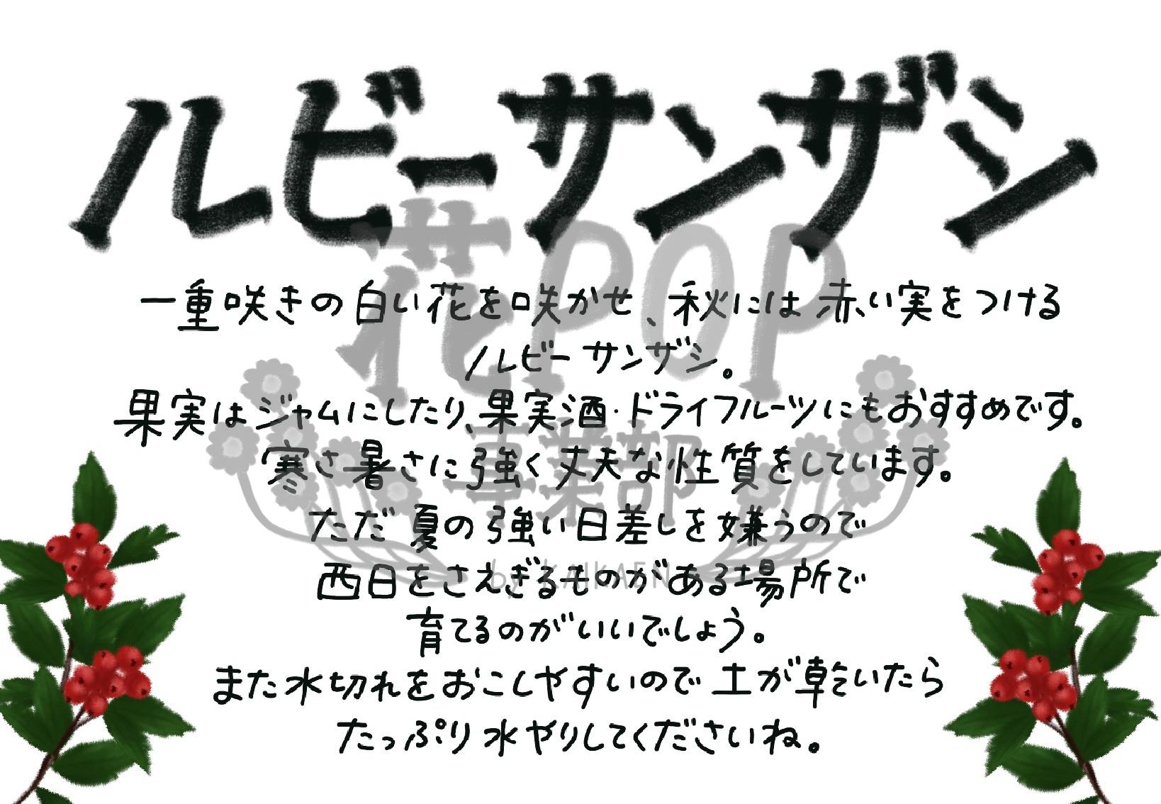 ルビーサンザシ 花pop事業部 ルビーサンザシ 花pop事業部
